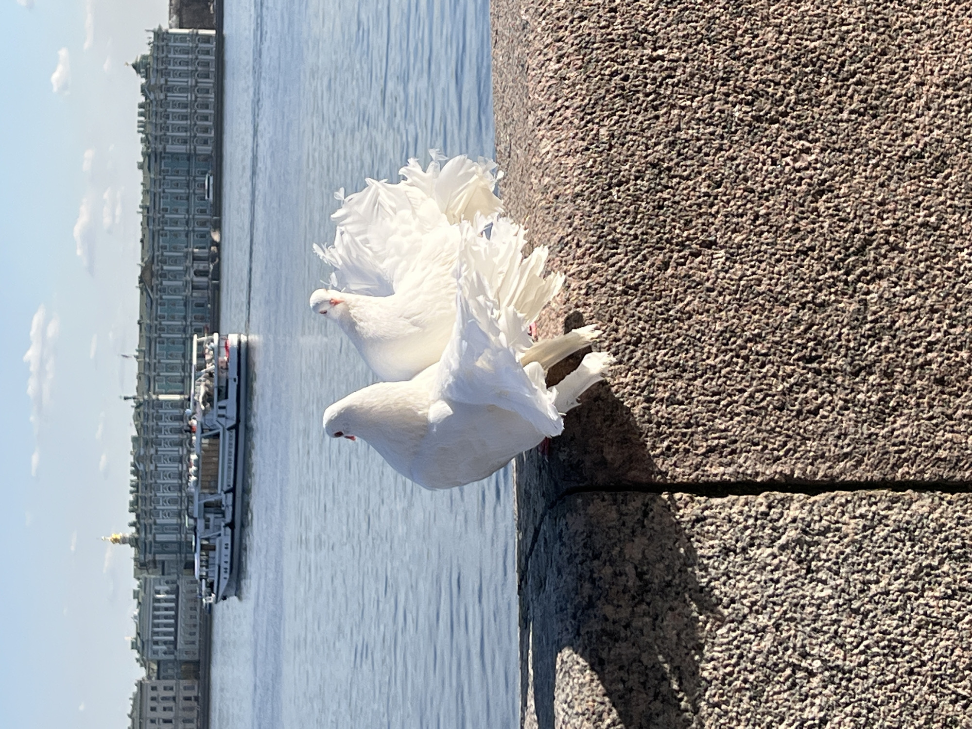 Two white fantail pigeons are perched on a coarse-grained, mottled stone embankment in Saint Petersburg, Russia, likely overlooking the Neva River towards the Palace Embankment. The pigeon on the right is prominent, facing left with its voluminous white tail feathers fanned out, revealing a pinkish beak and orange-red eye. The pigeon on the left is partially visible, also displaying fanned tail feathers. Shadows are cast onto the stone surface. In the midground, the Neva River appears rippled under sunlight. A white multi-deck passenger boat is underway from left to right on the river. The background features the Winter Palace (part of the State Hermitage Museum complex) with its distinct blue-green and white baroque facade, numerous windows, and columns, situated on the opposing riverbank. A golden dome is visible on a building to the left of the palace. The sky is clear blue with scattered white clouds.