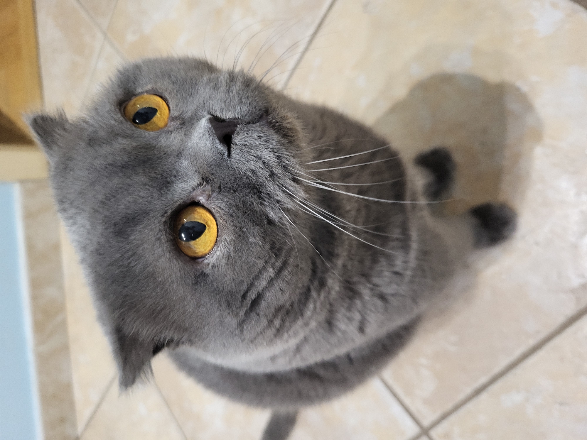 A medium shot shows a gray Scottish Fold cat sitting on a tiled floor and looking upward. The cat has folded ears, bright yellow eyes, and long white whiskers. The floor is made of light-colored square tiles. In the background, a light blue wall is visible. The lighting is natural, coming from above. The image is taken from a high angle, looking down at the cat. The cat's body is mostly visible, but its tail is partially out of frame.
