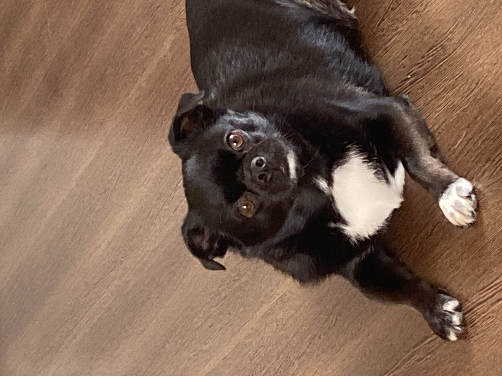 A black pug-mix dog with a white chest and white paws is lying down on a polished wooden floor indoors. The dog's head is tilted slightly and it is looking directly at the camera with brown eyes. The background is out of focus, showing the wooden floor and a hint of a wall. The image does not provide any information about the location in the city of Revda, Russia.