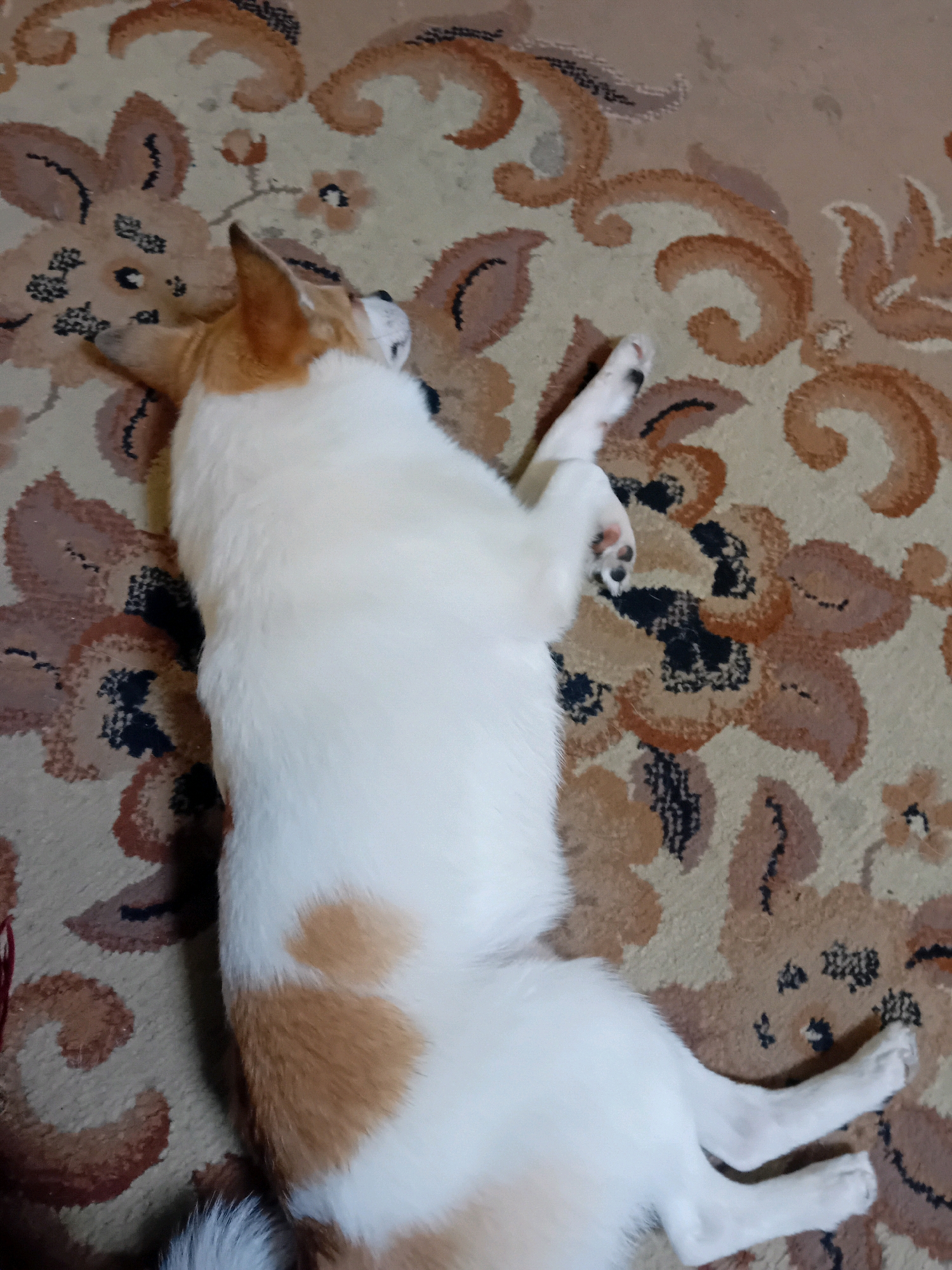 A white and tan dog is lying on its back on a floral patterned carpet. The dog's eyes are closed, and its legs are splayed out. The dog appears to be sleeping. The carpet is beige with brown and black floral patterns. There is no indication of the location in the city of Chuhuiv, Ukraine, or any other specific location.