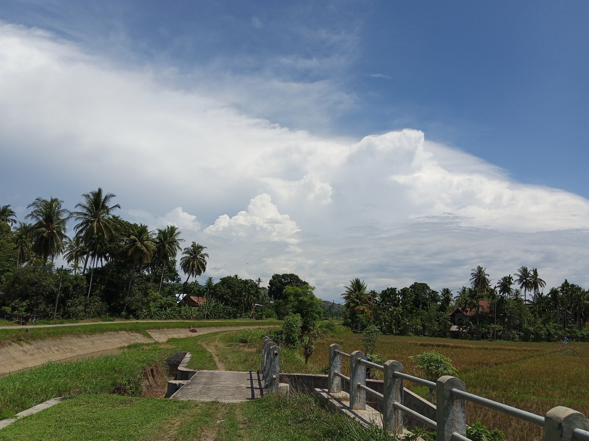 This is a photograph taken on a bright, sunny day in the rural area of Cotjrat, Indonesia. The scene depicts a landscape with a concrete irrigation canal on the left, bordered by lush green grass. A small concrete bridge with a metal railing crosses the canal. Beyond the canal, a dirt path winds through a field, leading towards a dense line of tropical trees and vegetation. Among the trees, several houses with reddish-brown roofs are visible. A cultivated field, possibly rice paddies, with a mix of green and dry stalks, stretches across the right side of the image. The sky is a vibrant blue, punctuated by large, fluffy white clouds, suggesting fair weather. Coconut palm trees are scattered throughout the landscape, characteristic of a tropical environment. There are no people or animals visible in the frame.