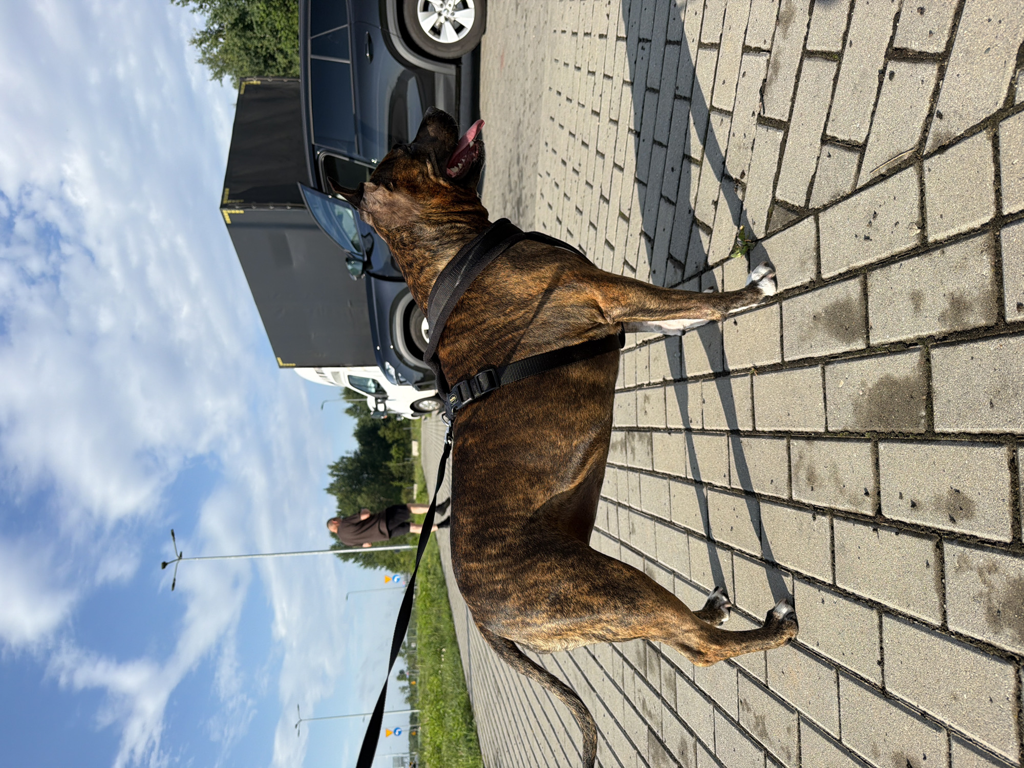 In Nowa Gorzelnia, Poland, a brindle-colored dog with a black harness and leash stands on a paved sidewalk. The dog is looking to its right with its tongue out. Behind the dog, a black SUV is parked with its door open, and a large black truck is also visible. In the background, a person in a dark shirt and shorts is walking away from the camera. The scene is set under a blue sky with scattered clouds, and there are streetlights and trees visible.