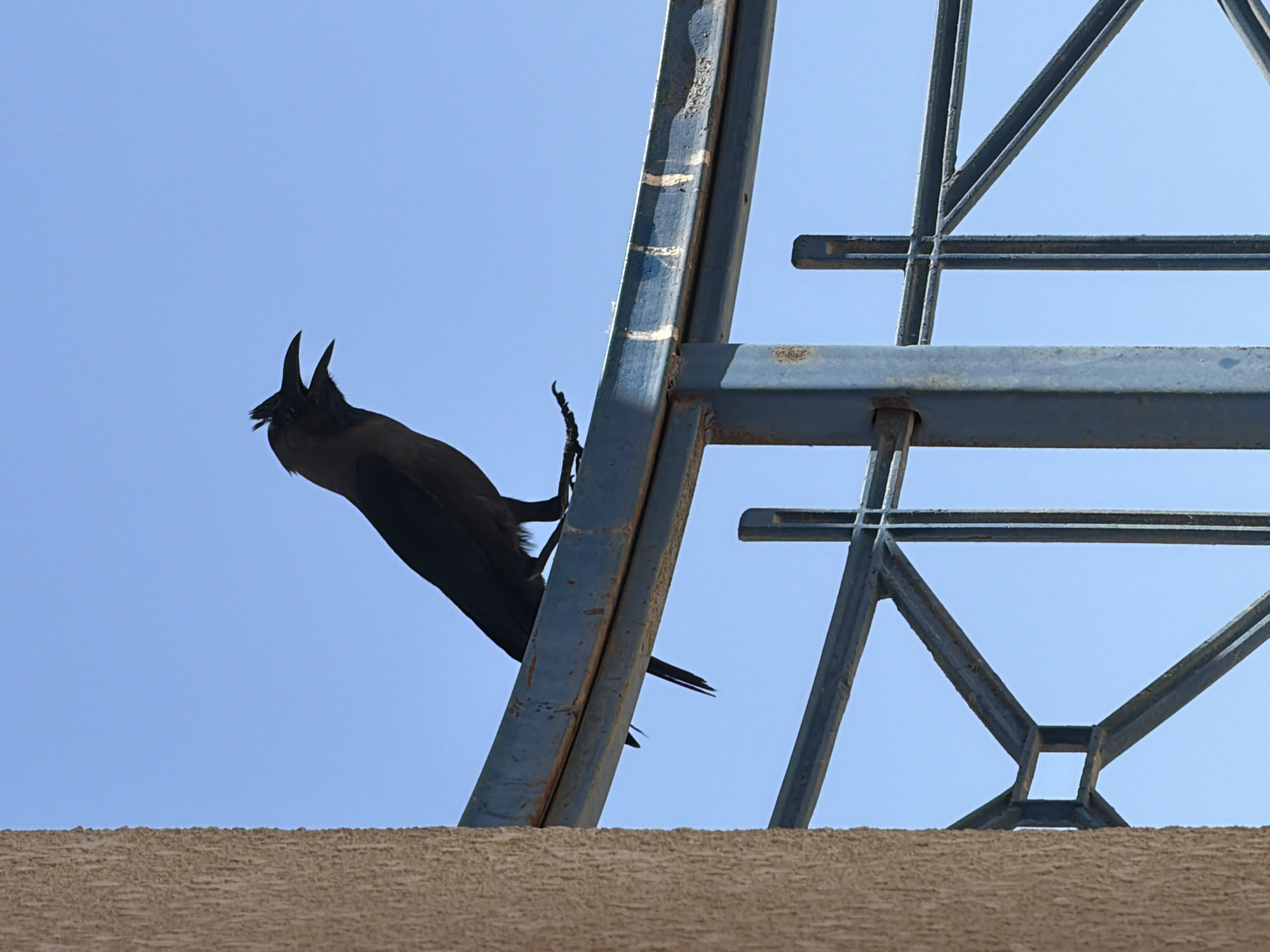 A crow is perched on a metal structure against a clear blue sky. The crow is black and silhouetted, with its wings spread slightly as it appears to be cawing or calling out. The metal structure is made of thick, weathered blue beams that form a lattice-like pattern. Part of a tan, textured surface is visible at the bottom of the frame, possibly a wall or building. The image is taken from a low angle, looking up at the crow and the structure. The lighting suggests it is daytime, likely sunny, as there are no shadows visible on the crow. The overall scene is simple and focused on the bird and its perch. There is no visible text in the image.