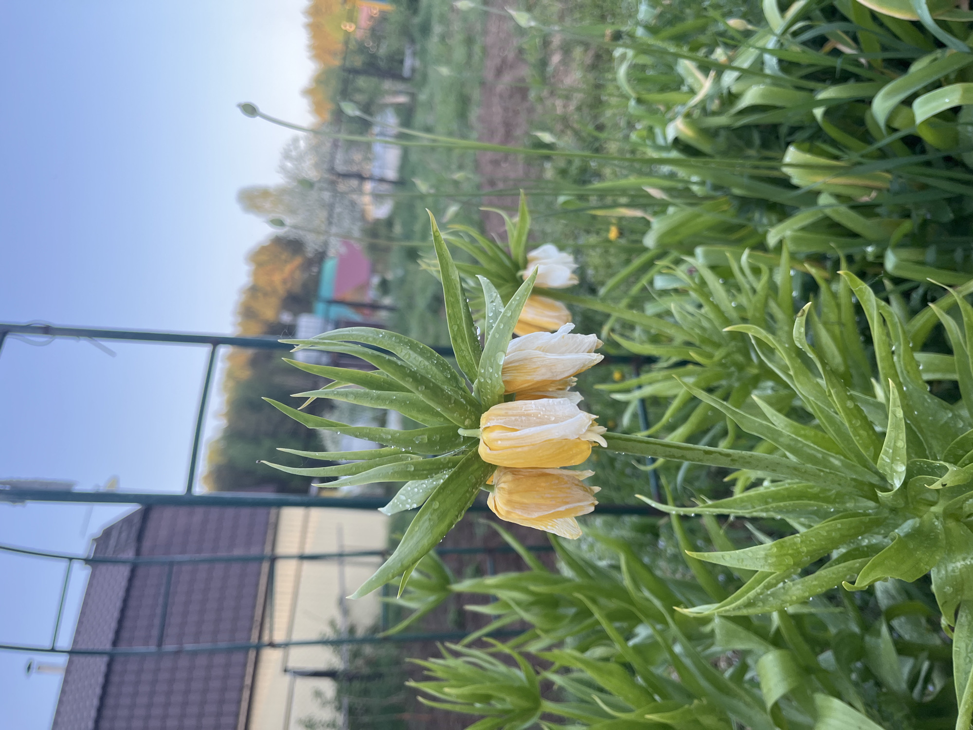 The image shows a close-up of a flowering plant with yellow and white bell-shaped flowers surrounded by green, pointed leaves. The plant appears to be wet with dew or rain. In the background, a fence and the roof of a building are visible. Further back, there is a field or grassy area with trees and a building. The scene appears to be at dawn or dusk, given the soft light. The image was taken in Garevaya, Russia.
