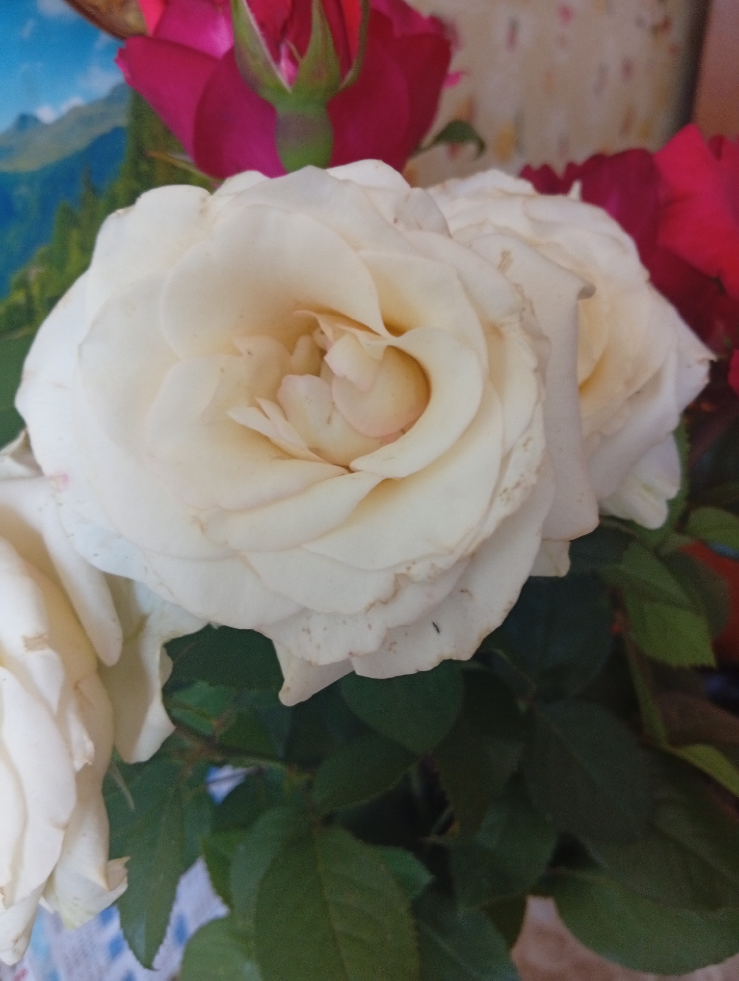 A close-up photograph captures a bouquet of roses, with a dominant white rose in the foreground. The white rose has multiple layers of soft, creamy petals, some of which show slight browning on the edges. To the left and partially visible, another white rose is in focus. Behind the white roses, parts of dark pink or red roses are visible, their petals appearing velvety. The leaves of the roses are a deep green, some showing slight wilting. In the blurred background, a scenic image of mountains and a blue sky can be seen, along with a patterned cloth on the lower left. The lighting is soft, highlighting the delicate texture of the rose petals. The image appears to be taken indoors.
