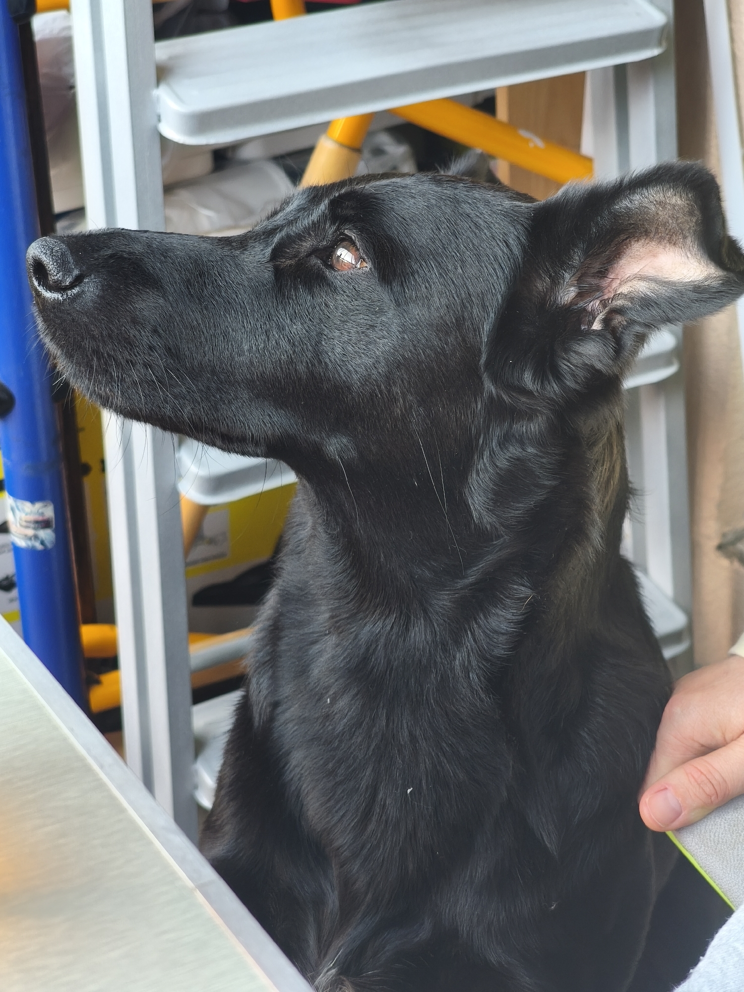 A black dog, possibly a Labrador mix, is shown in a close-up, angled headshot. The dog is facing left, with its head held high. The dog's fur is short and sleek, and its nose is wet and black. The background includes parts of a blue cylinder and a silver and yellow ladder. A person's hand rests on the dog's back. The location is unknown but not necessarily Murino, Russia, based on visual information.