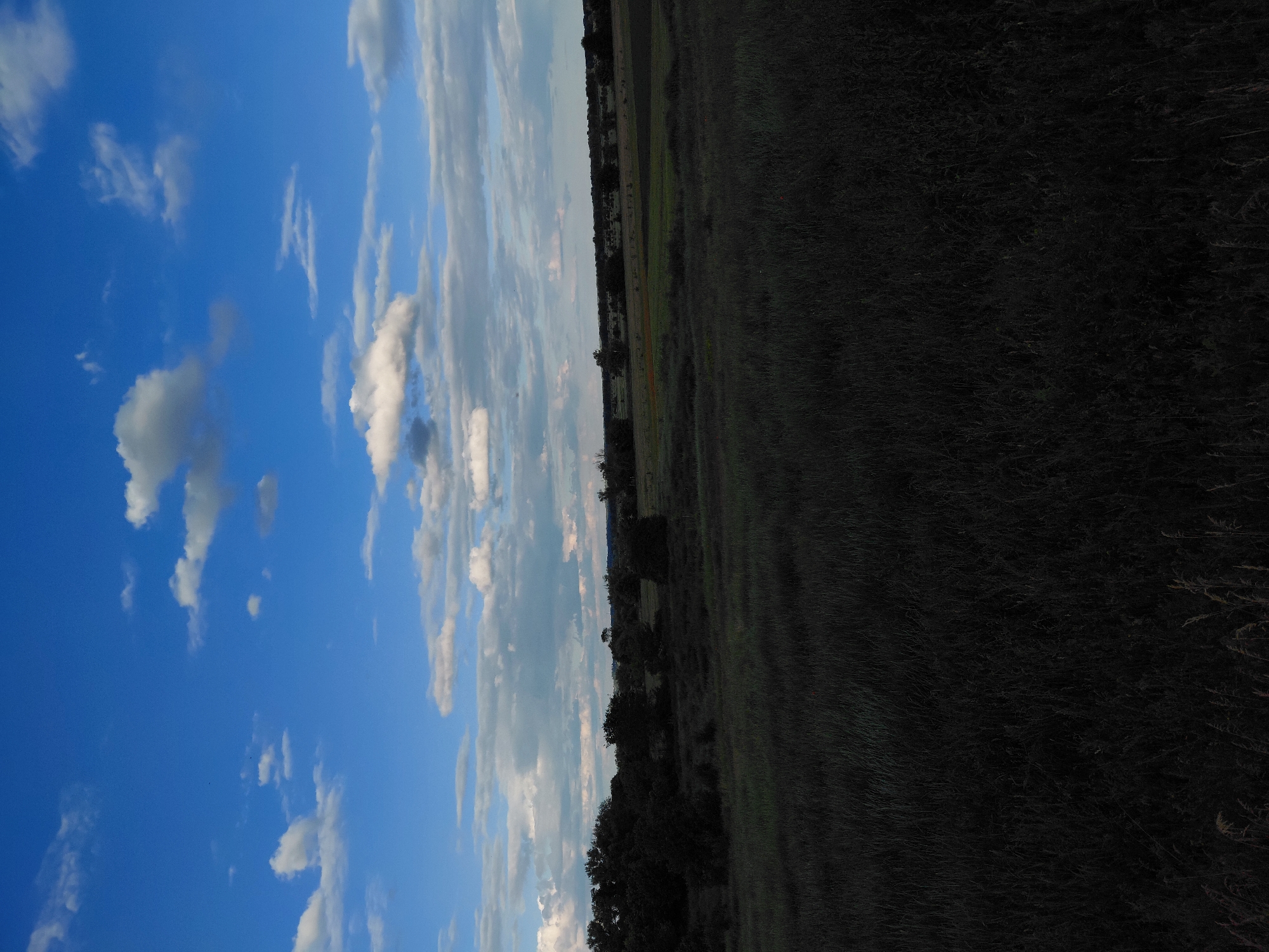 The image depicts an outdoor landscape with a vast, dark field of grass in the foreground. In the midground, there is a line of dark trees and shrubs, with some patches of lighter-colored vegetation or fields interspersed. The background shows a distant horizon with more trees and possibly some subtle undulations in the terrain. Above, the sky is a vibrant blue with scattered white and gray clouds, some of which appear fluffy and others more wispy. The lighting suggests it is either early morning or late afternoon, with the foreground lot being very dark due to shadow.