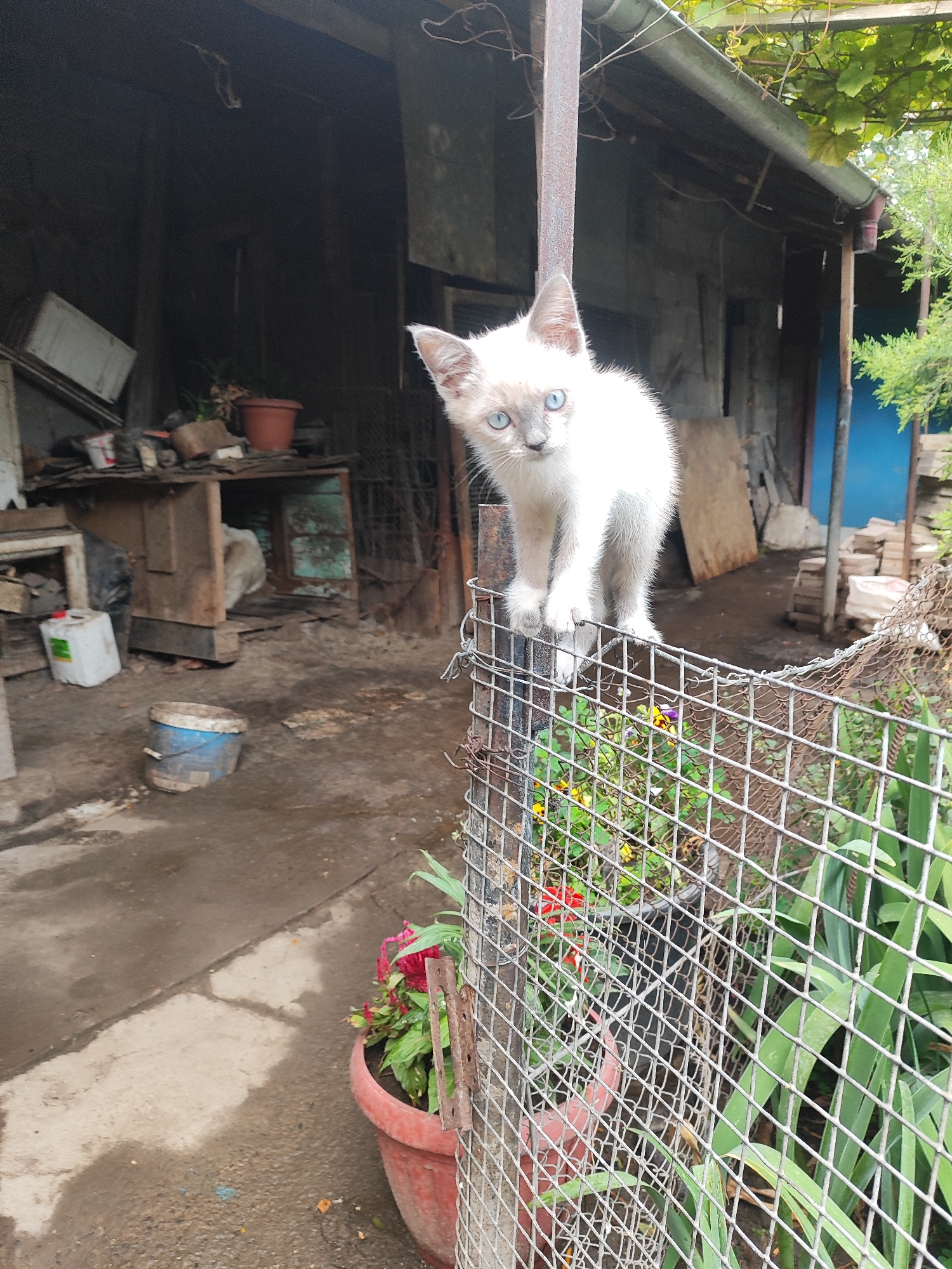 A light-colored kitten with blue eyes is perched on a metal fence in what appears to be a cluttered outdoor area. The kitten is facing the camera, its front paws resting on the fence. Behind the kitten, a rustic structure with a corrugated metal roof and wooden walls is visible. The ground is wet and appears to be dirt or gravel, with some scattered debris. In the foreground, a metal fence with a diamond mesh pattern encloses a small patch of greenery and flowers. To the left of the kitten, various items are scattered, including a blue and white bucket and a white plastic container. The overall scene suggests a somewhat unkempt backyard or alleyway. The location is Bishkek City, Kyrgyzstan.