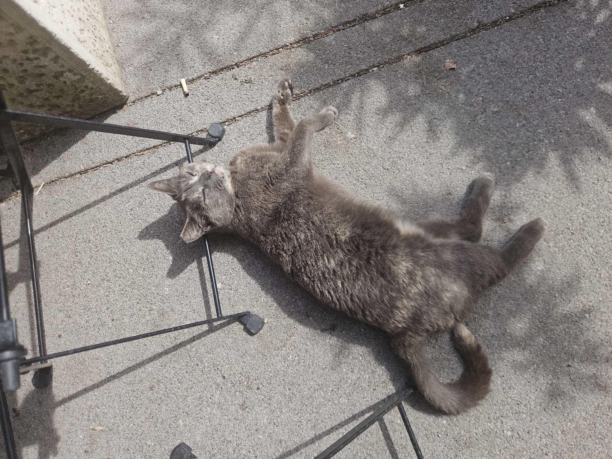 A relaxed cat is captured lying on its back, stretched out on a sun-drenched concrete surface. The cat, with its mottled grey and brown fur suggesting a dilute tortoiseshell or tabby pattern, appears to be deeply asleep or basking contentedly in the sun, evidenced by its closed eyes and laid-back posture. Its front paws are extended upwards, and its hind legs are splayed, indicating a state of complete comfort.
The setting is outdoors, likely a patio or walkway in Budva, Montenegro. The concrete ground is rough and light grey, with a few small pieces of debris scattered across it. Strong shadows are cast from a metal structure, possibly the legs of a chair or table, which partially frame the cat on the left side of the image. A concrete wall or step is visible in the upper left corner. The intense sunlight and sharp shadows indicate it is daytime, likely mid-morning or afternoon, and the weather is clear and warm. The cat's tranquil expression conveys a sense of peaceful relaxation. No visible text is present in the image.