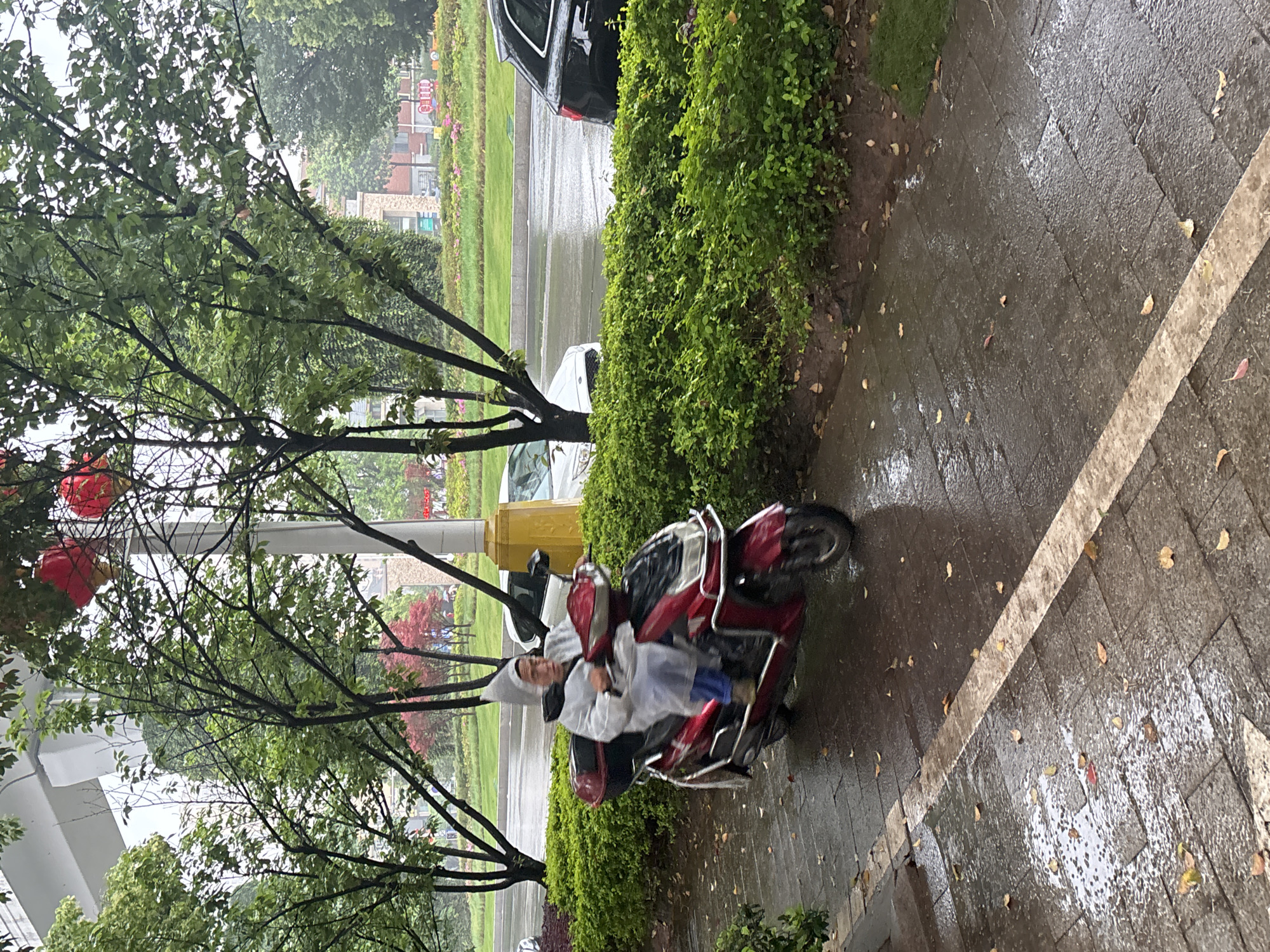 A medium shot shows a person riding a red moped under a tree during rainfall on a paved path. The rider, clad in a white rain poncho, glances towards the camera. The location is determined to be Jiangjin, China. The environment features lush greenery, including a hedge along the path's edge. Cars are parked along the street behind the hedge. The paved path is wet from the rain and scattered with leaves. Red decorations hang from the tree branches.