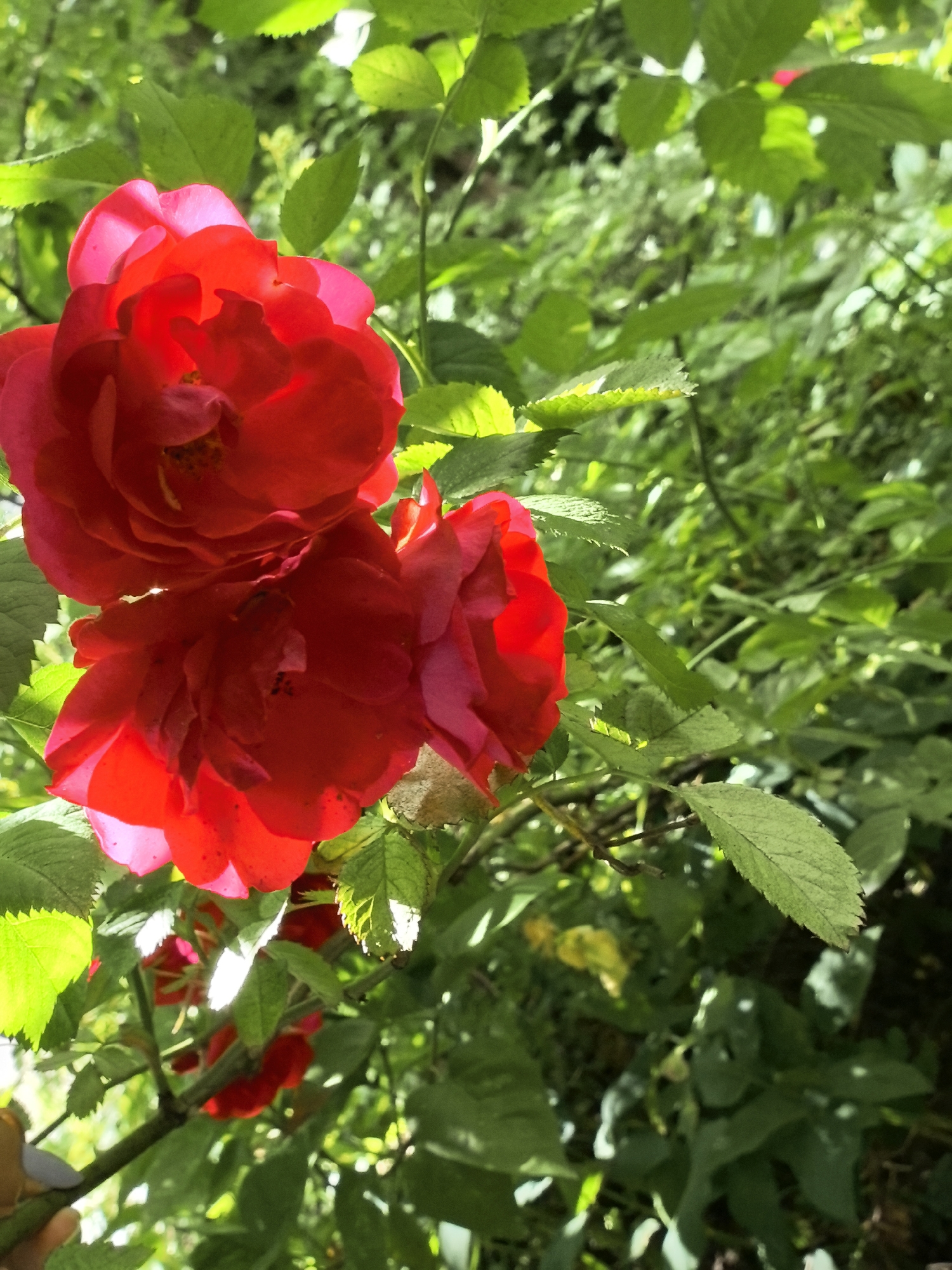 Memory
