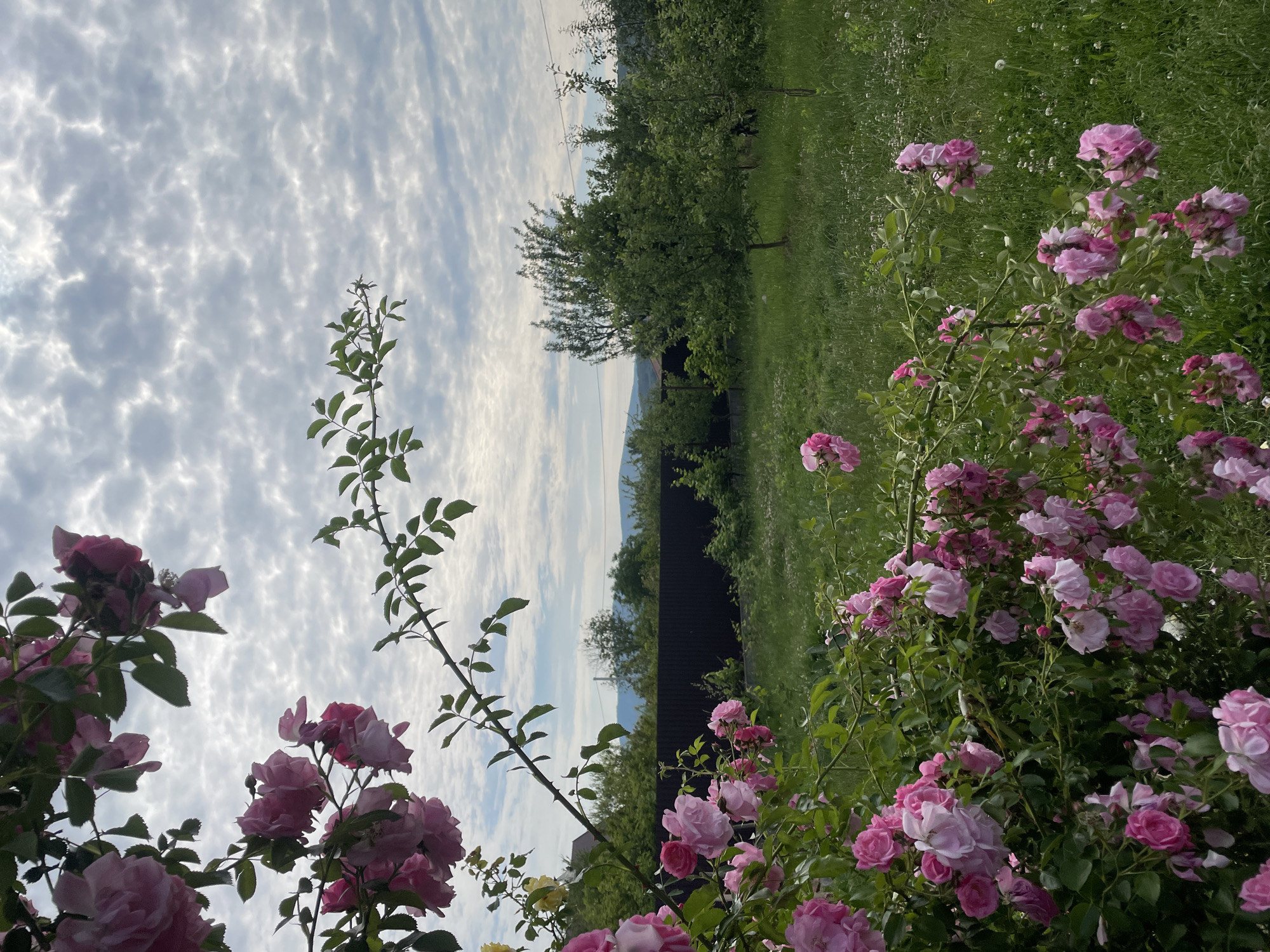 This media file captures a serene outdoor scene, likely a garden or rural landscape, situated in Onokivtsi, Ukraine. The image is rich with natural elements and vibrant colors.
The primary subjects are abundant bushes of pink roses, which fill the foreground and extend into the midground on both the left and right sides of the frame. The roses display various shades of pink, from delicate light pinks to deeper, richer hues, and are densely covered with green foliage. Interspersed among the roses are thorny stems, characteristic of rose plants.
Beyond the flowering bushes, a lush green expanse of grass covers the midground, suggesting a lawn or meadow. Several trees with green leaves are visible in the midground and further back, possibly part of an orchard or natural woodland. A dark, low structure, possibly a fence or the side of a building, can be seen partially obscured by the greenery in the midground.
The background features a vast sky filled with numerous small, scattered white clouds, creating a textured pattern across the upper portion of the image. Faint outlines of hills or distant mountains are visible beneath the cloudy sky, adding depth to the landscape.
No specific activity or event is taking place; the image is a static capture of natural beauty. The time of day appears to be daytime, with soft yet ample light illuminating the scene, suggesting either morning or late afternoon. The weather seems pleasant, with the clouds indicating a fair, temperate day. No people or visible text are present in the image. The overall impression is one of tranquility and natural splendor.