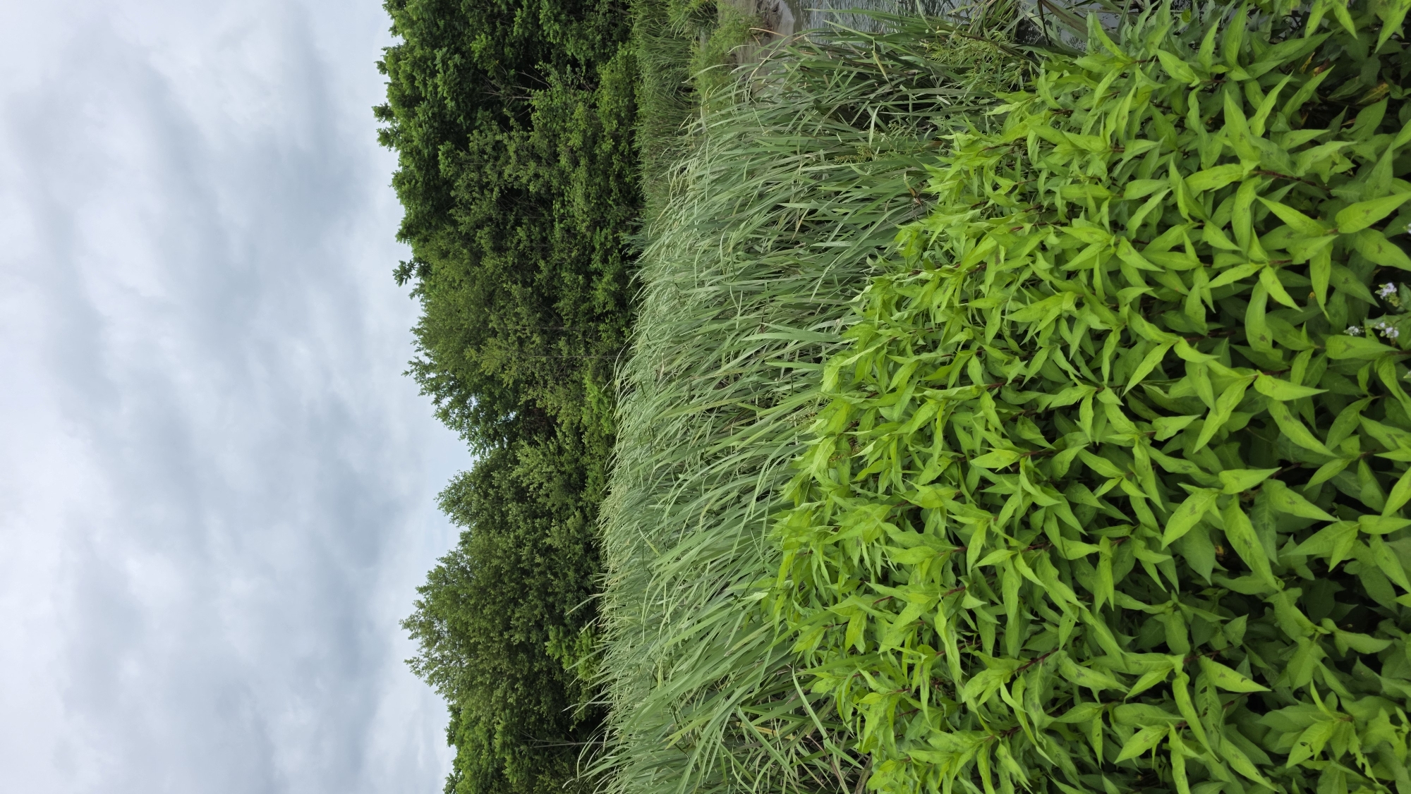 A landscape photograph captures a view of lush green vegetation against a cloudy sky. In the foreground, a dense cluster of bright green leafy plants with reddish stems is visible. Behind this, tall, reedy grass sways, creating a textured green wall. In the distance, a line of dark green trees forms the horizon, with a muted, overcast sky above. The scene appears to be a natural wetland or park area. No people or man-made structures are apparent in the image, and no specific location within Batumi, Georgia, can be identified from the visual information alone.