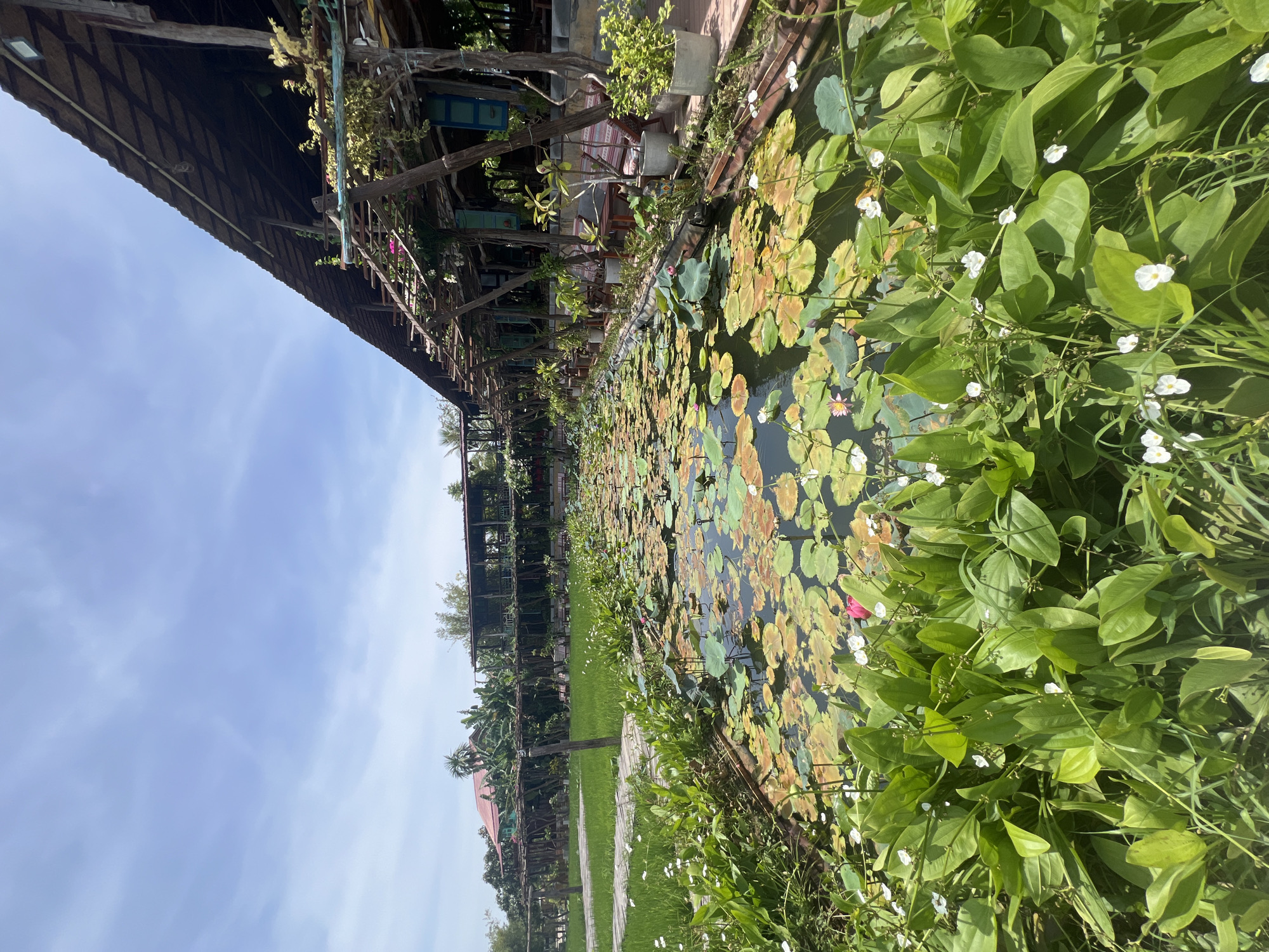 The image depicts a tranquil outdoor seating area overlooking a pond filled with lily pads. The pond is surrounded by lush green vegetation, including tall plants with large leaves and small white flowers, and a wooden pathway. In the background, there is a long, open-air structure with a thatched roof, supported by wooden posts. This structure appears to be part of a restaurant or cafe, with tables and chairs visible under the shelter. Beyond the structure, there are more trees and buildings, suggesting a semi-rural or well-landscaped urban setting. The sky is a clear blue with a few wispy clouds. The overall scene conveys a sense of peaceful relaxation in a tropical environment, likely in Hoi An, Vietnam, given the architectural style and vegetation. There are no people visible in the image.