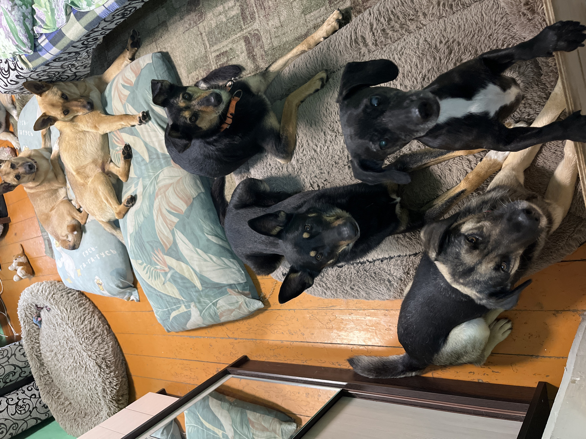 The image shows a group of six dogs of various breeds and sizes lying on a carpet and pillows on a wooden floor. The dogs are positioned in different orientations, some lying down and others looking towards the camera. The environment appears to be an indoor living space with furniture and decorative pillows. The scene is well-lit, suggesting it was taken during the day. There are no people visible in the image. The location of Nizhny Tagil, Russia is not indicated by any visual cues in the image.
