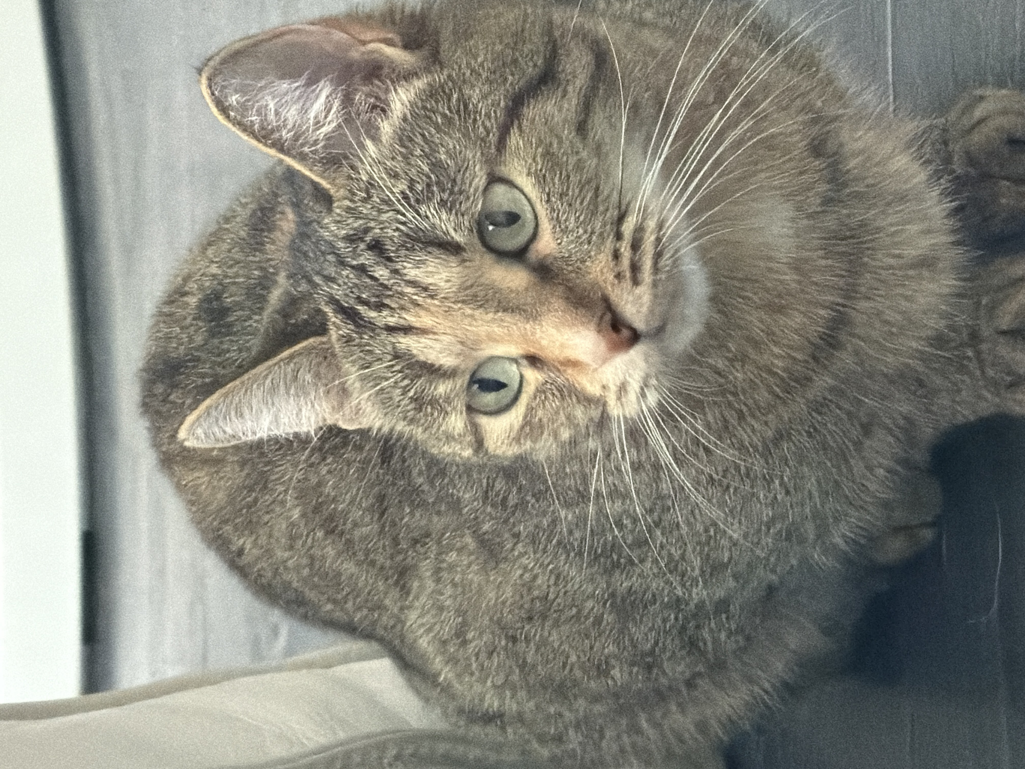 The image is a close-up, rotated shot of a tabby cat. The cat's fur is a mix of brown, gray, and black stripes, with lighter fur around its nose and mouth. Its eyes are a striking green and appear to be looking directly at the camera, giving it a curious and attentive expression. Long, white whiskers fan out from its muzzle. The cat's ears are pointed and have some light-colored fur on the inside.
The background is out of focus but appears to be a neutral, textured surface, possibly a wall or furniture, in shades of gray and white. The lighting is soft, suggesting it could be indoor lighting. The overall impression is one of intimacy and focus on the cat's face and upper body. There is no visible text in the image. The composition and angle suggest the photo was taken from above, looking down at the cat.