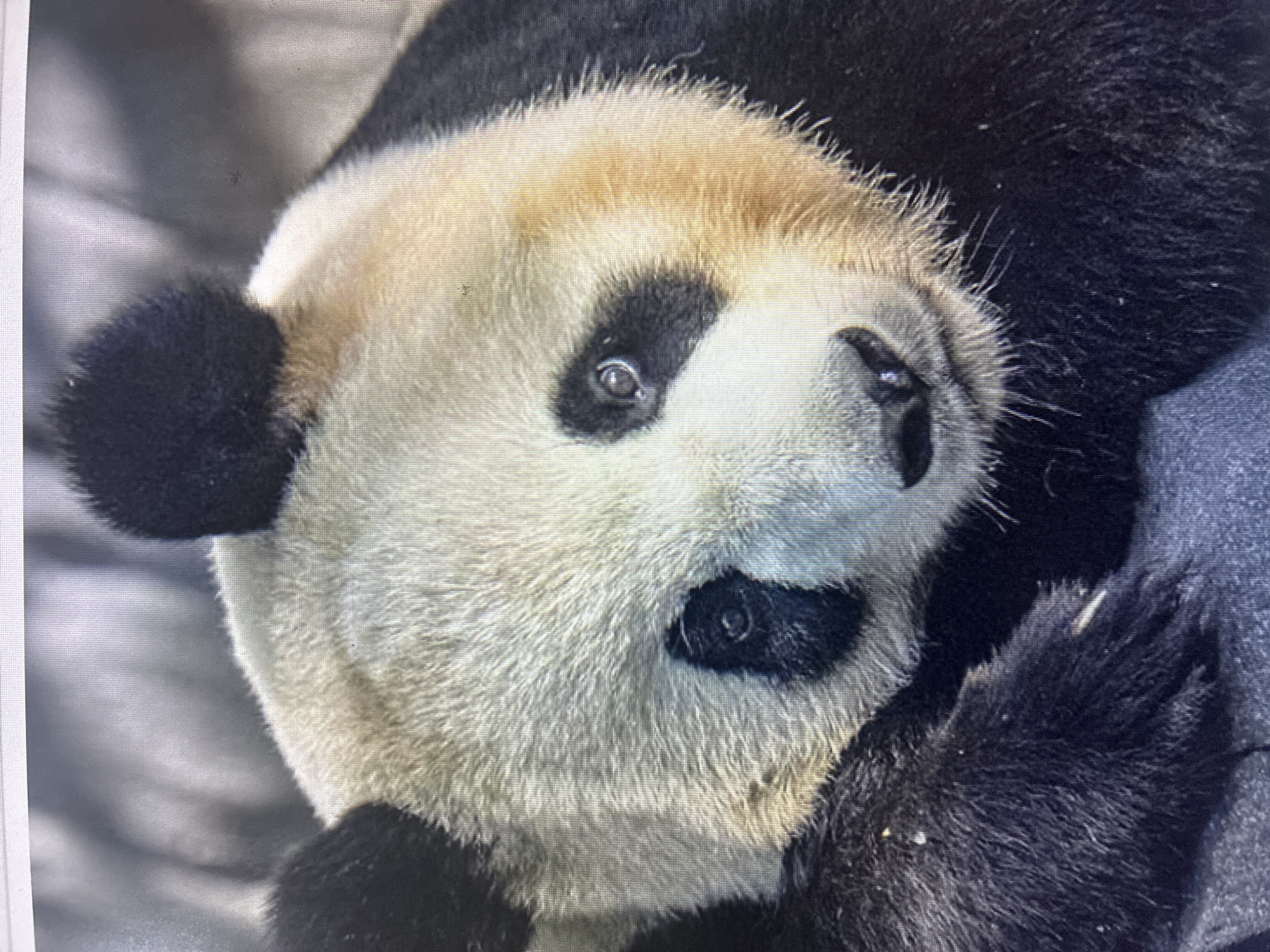A close-up portrait captures the head and upper body of a giant panda. The panda is depicted from a slightly angled, sideways perspective, looking upwards and towards the viewer with an alert yet calm expression. Its iconic black and white fur is clearly visible, with the prominent black patches around its eyes and on its ears standing out against the lighter, creamy-white fur of its face and neck. The fur appears thick and soft, showcasing individual strands. The background is softly blurred and indistinct, featuring shades of grey and darker tones, suggesting a natural or enclosure environment without specific identifiable details. No particular activity is observed, other than the panda resting or observing its surroundings. There is no visible text or identifiable location markers within the image. The image itself exhibits visible pixelation, indicative of a photograph taken of a digital screen or printed material.