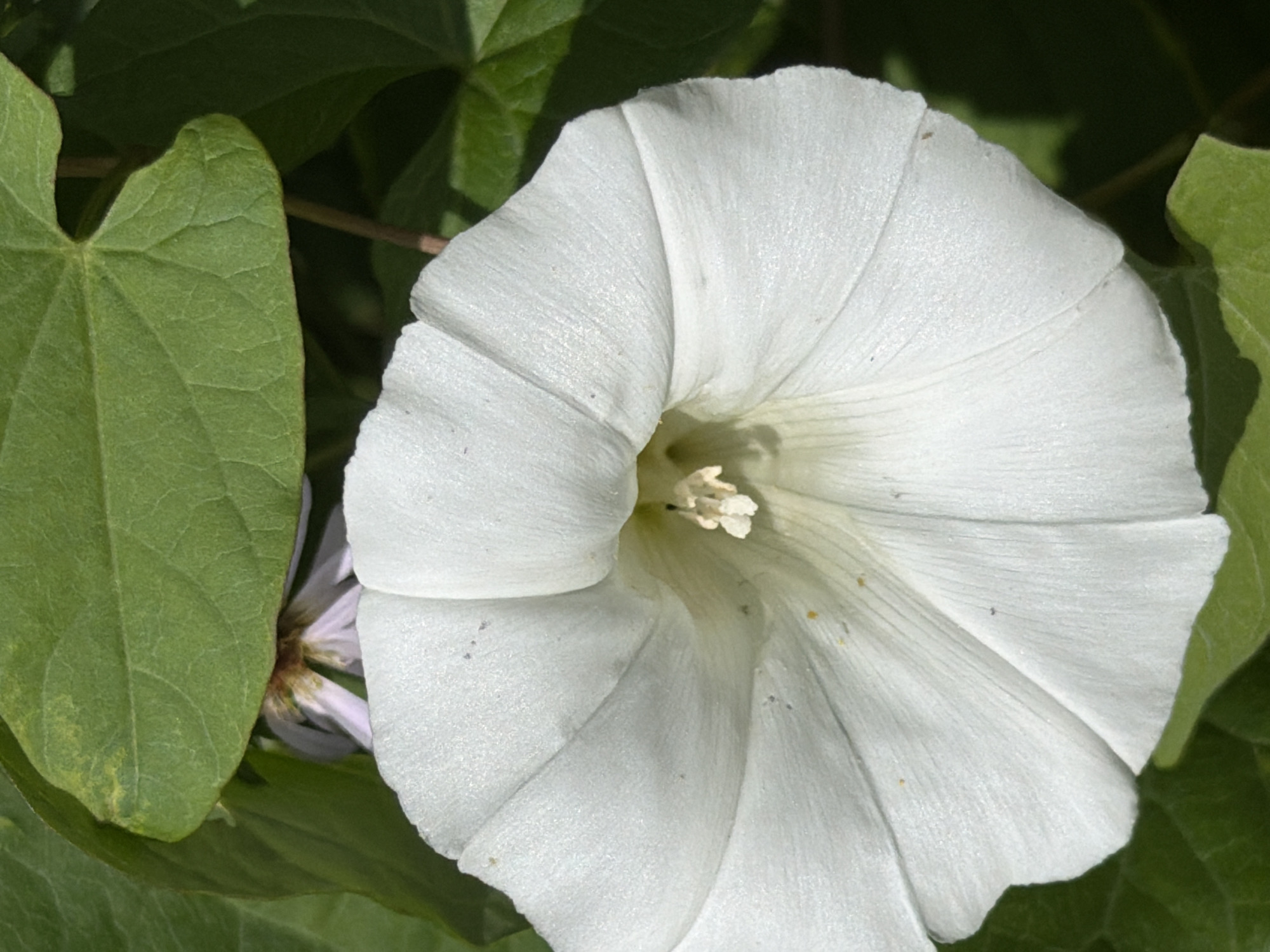 The image displays a close-up, vertical view of a white bindweed flower. The flower, predominantly white with hints of light green and yellow at its center, is in full bloom and occupies the majority of the frame. Its petals are fused at the base and flare outwards, forming a trumpet-like shape with distinct pleats. The texture of the petals appears soft and slightly crinkled. At the flower's center, a cluster of stamens and pistils is visible, appearing pale yellow and white.
Two large, green leaves frame the top and bottom portions of the flower. The upper leaf, a vibrant green with visible veins, partially obscures a small, pale pink flower bud peeking from behind it. The lower leaf is also green and appears to be part of the same plant, with a less defined texture than the upper leaf. The background consists of dark green foliage, suggesting an outdoor, natural setting, likely a garden or wild area. The lighting is bright, casting subtle shadows on the petals and leaves.
The image was captured in Gribki, Russia.