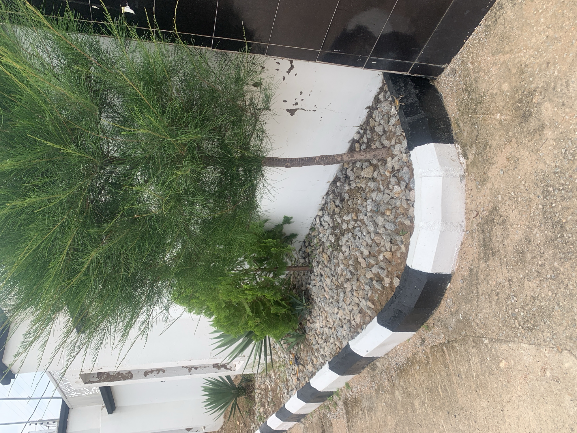 The media file is a photograph taken outdoors in Jauro Yinu, Nigeria. The scene features a narrow, paved pathway bordered by a concrete curb painted with alternating black and white stripes, resembling a speed bump or barrier. To the left of the curb is a garden bed filled with small, grey stones.
A tall, slender tree with feathery green foliage dominates the left side of the image, its trunk visible against a white wall. Behind this tree, there are smaller plants, including what appears to be a cypress tree and agave-like plants with spiky leaves. The wall behind the plants is white and shows signs of wear, with patches of darker material peeling off. Above the white wall, there is a section of black, glossy tiling.
The ground on the right of the curb is a rough, beige-colored concrete or paved surface, showing some staining and discoloration, suggesting it might be damp or weathered. The lighting suggests it is daytime, and the weather appears overcast or possibly after rain, given the slight sheen on the ground. There are no people visible in the image, and no text is discernible. The overall impression is of an outdoor, urban or semi-urban setting, possibly a pathway or entrance to a building.