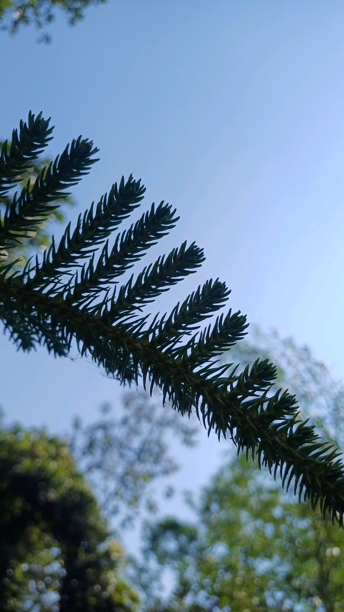 A low-angle, close-up shot shows a branch of a Norfolk Island Pine tree against a clear blue sky. The branch extends diagonally from the lower left to the upper right of the frame. The needles on the branch are sharp and green, creating a spiky texture. In the background, out of focus, are lush green trees and foliage, suggesting an outdoor environment. The image was taken in Pringsurat, Indonesia.