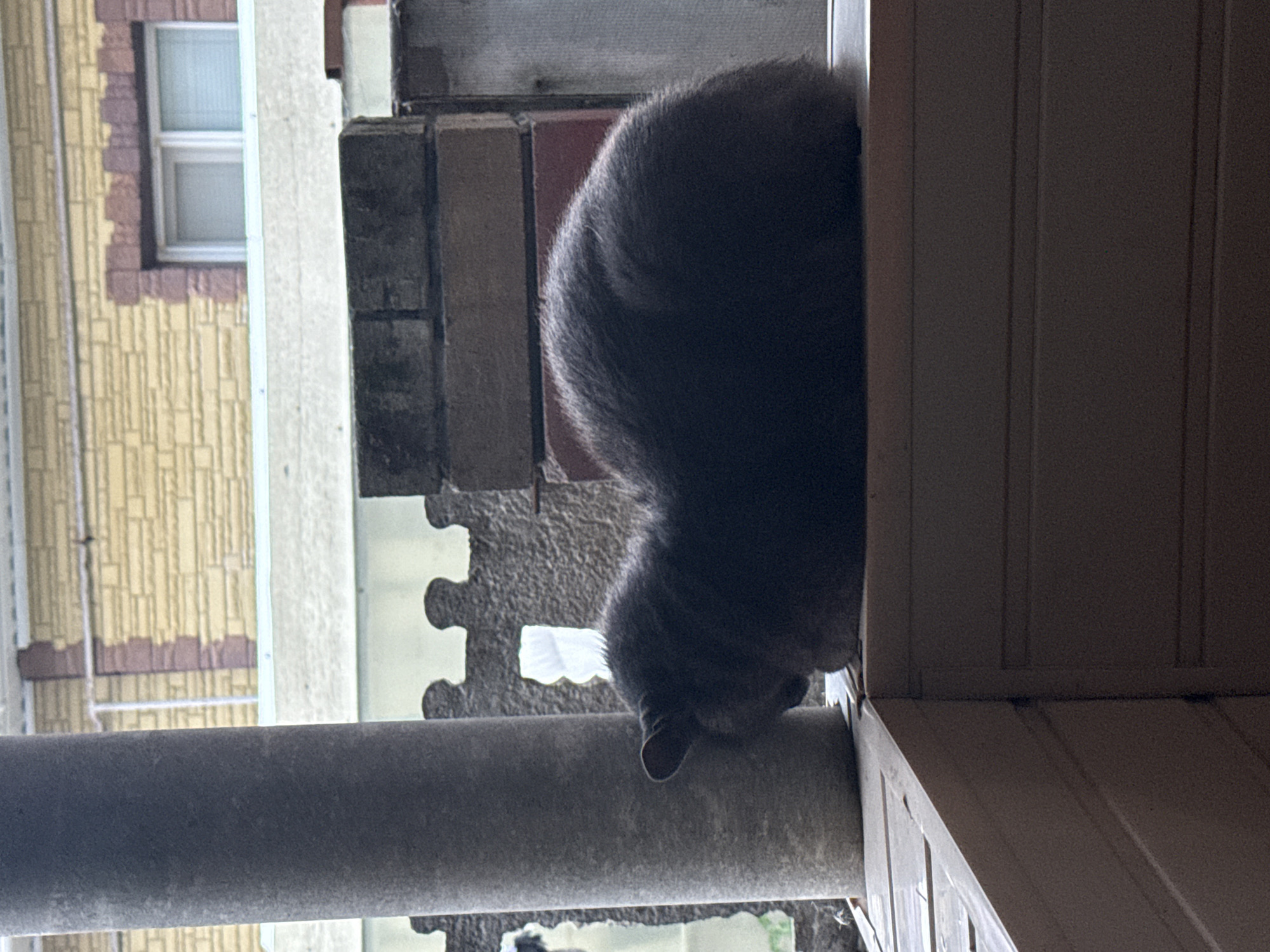 A grey cat is curled up on a ledge outside a building. The cat is facing to the left, with its head tucked down. In the background, there is a yellow brick building with a window. To the left of the cat, there is a large grey pillar. The ledge appears to be made of wood. The scene is likely located on a porch or balcony. The environment suggests a residential area in Belgorod, Russia, given the architectural style of the building and the outdoor setting.