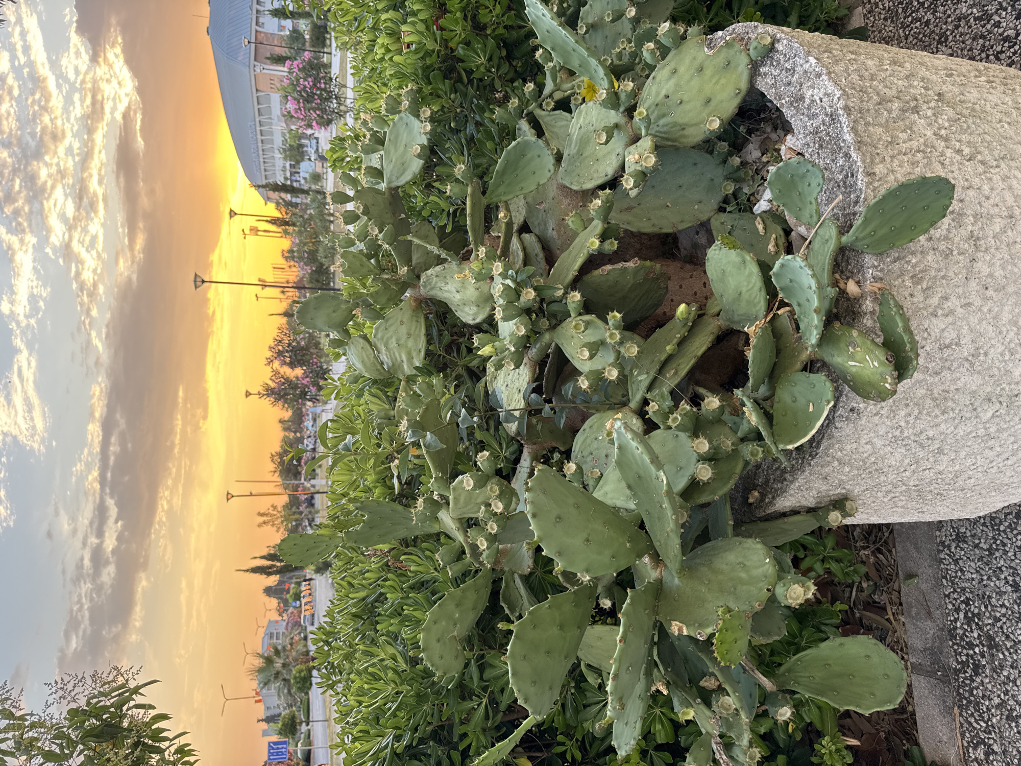 The image captures a prickly pear cactus in a concrete planter, set against a backdrop of a sunset over the city of Bar, Montenegro. The cactus, with its characteristic flat, paddle-shaped pads and small buds, dominates the foreground. Behind the planter, a dense green hedge provides a lush border. In the midground, a street is visible, lined with lampposts and various buildings, including a large domed structure that appears to be a stadium or arena. Cars are parked along the street, and a few indistinct figures can be seen walking. The sky is a vibrant canvas of orange and yellow hues, with scattered clouds, indicating the sun is setting. The overall impression is an urban landscape at dusk, with nature, represented by the cactus and greenery, intermingling with man-made structures.