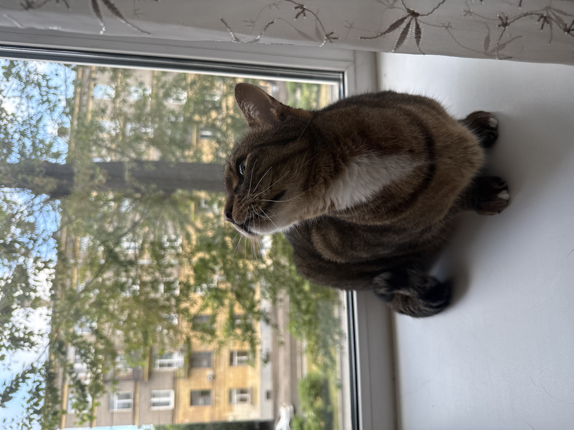 A brown tabby cat with white markings on its chest sits on a white windowsill, looking upwards. Behind the cat is a window overlooking a street scene in Saint Petersburg, Russia. The view includes a building with yellow and grey facades, trees with green foliage, and a road with a white car. A sheer white curtain with a floral pattern is visible to the right of the window. The sky is a pale blue with clouds.