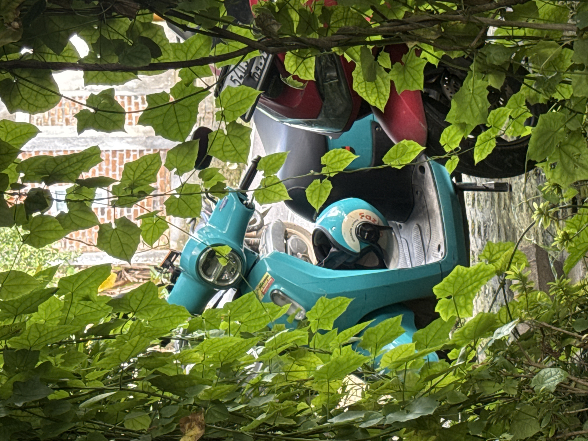 A turquoise scooter and a red and silver motorcycle are parked behind a screen of green leafy vines and branches. A matching turquoise helmet rests on the scooter's seat. In the background, a brick building is visible through the foliage. The photo was taken in Kuta Selatan, Indonesia.