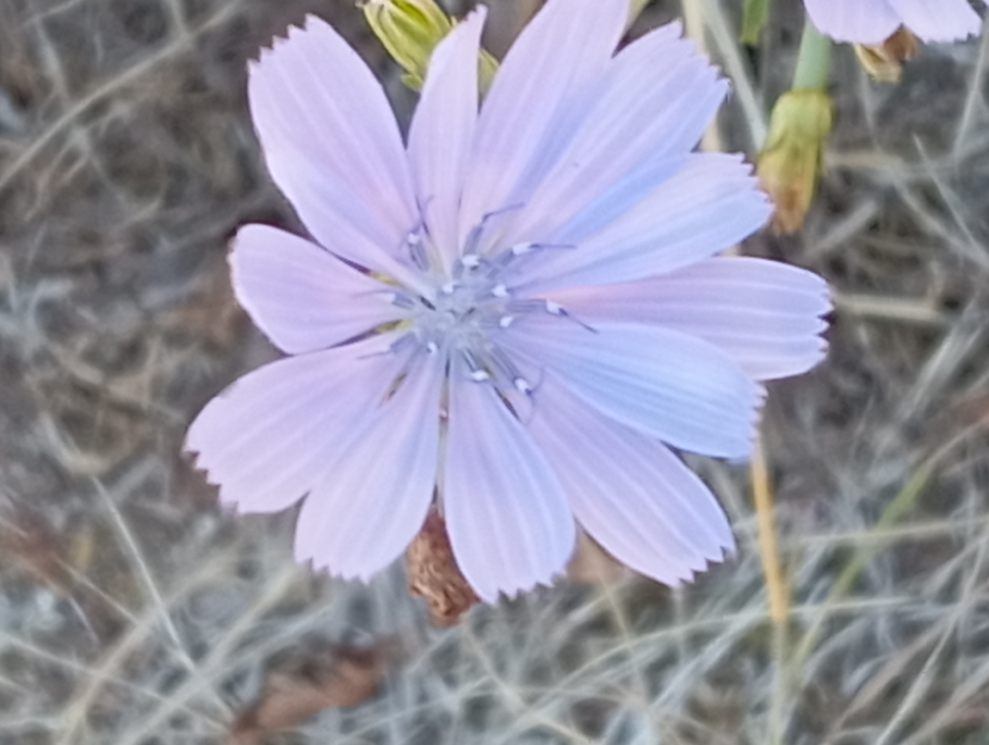 The image is a close-up, slightly blurred photograph of a pale purple flower with serrated petals. The flower is positioned in the center of the frame, with its petals fanning outwards. The background is a soft-focus blur of brown and gray, appearing to be dry vegetation or grass. There are faint, stylized white lines overlaying the background, giving it an abstract or ethereal quality. A small green bud is visible to the right of the flower, and a portion of another pale purple petal is visible in the lower right corner. The overall lighting is soft, creating a delicate and slightly dreamlike atmosphere. There are no people or discernible city elements to indicate a specific location within Nitra, Slovakia.