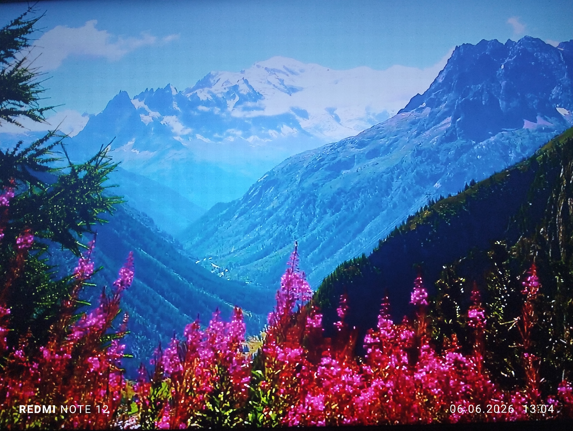 This image is a photograph captured by a Redmi Note 12 on June 6, 2026, at 13:04, as indicated by the superimposed text in the lower left and lower right corners respectively. The photograph was taken in the city of Burgas, Bulgaria. The subject of the photograph is a vibrant, digitally displayed alpine mountain landscape.
The foreground is dominated by dense clusters of tall plants with numerous bright pink to fuchsia-colored flowers, resembling Fireweed (Chamerion angustifolium). Dark green conifer branches, likely from a pine or fir tree, are visible on the far left, partially obscuring the view.
The midground features a deep valley receding into the distance, characterized by successive layers of mountains displaying atmospheric perspective, appearing progressively bluer with distance. The slopes are steep and covered in varying densities of vegetation or rock.
In the background, prominent snow-capped mountain ranges extend across the horizon under a clear blue sky dotted with scattered white clouds. A large, distinct snow-covered peak is visible towards the upper center-right. To the far right, a dark, rugged mountain peak rises sharply, showing patches of green foliage on its lower slopes and snow closer to its summit. To the far left, another range of jagged, blue-hued mountains is visible. No people or animals are present in the depicted scene, and no specific actions or interactions are occurring. The overall environment portrayed is a mountainous wilderness under daylight conditions, characterized by high saturation and contrast.