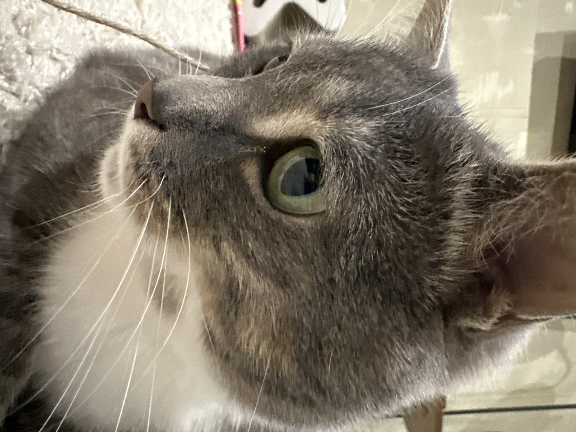 A close-up, head-and-shoulders, eye-level shot shows a gray and white tabby cat with light green eyes. The cat's fur is short and dense, with gray tabby markings and white patches on its chest and muzzle. The cat is looking to the left of the frame, with its head tilted slightly down. The background is out of focus and appears to be a domestic indoor environment, possibly a home with light-colored walls and a textured surface on the floor. The lighting is soft and natural, casting a shadow on the lower right side of the cat's face.