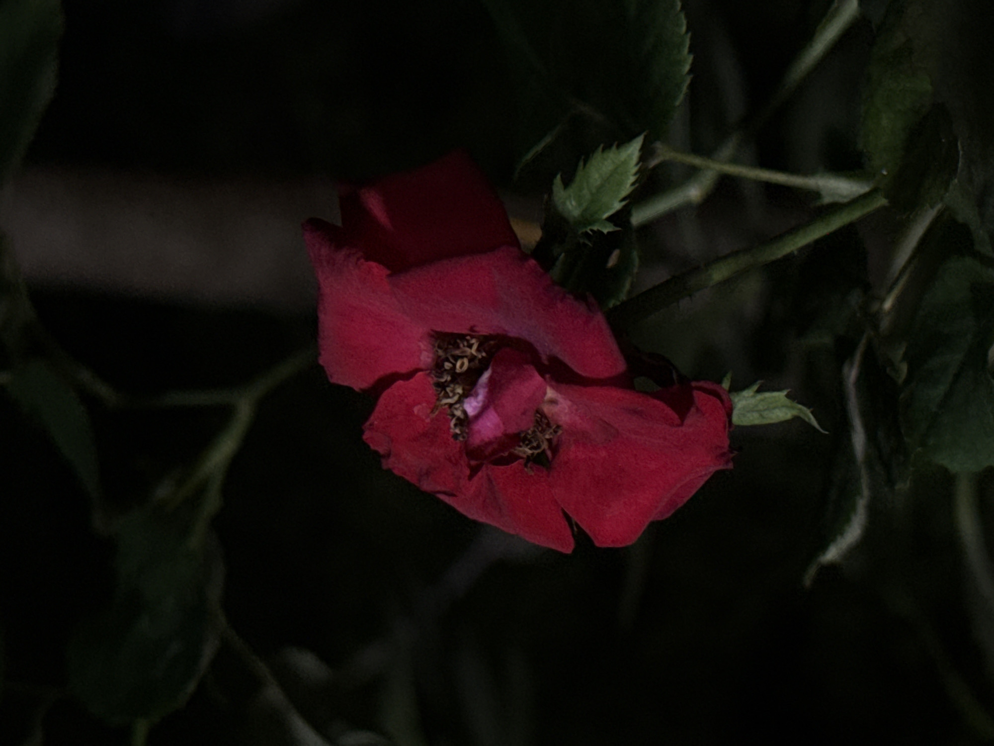 A close-up shot reveals a partially wilted red flower amidst green foliage against a dark background. The flower is the central subject, with its petals displaying signs of decay, indicating it is past its prime. The surrounding leaves are green and appear relatively healthy. The depth of field is shallow, blurring the background and drawing focus to the flower. The darkness in the background suggests the shot was taken in low light conditions. No people, specific subjects, objects, actions, or interactions are apparent beyond the flower and plant. The environment is limited to the immediate surroundings of the flower. There is no definitive evidence within the image itself to confirm that this scene is specifically located in North Kuta, Indonesia.