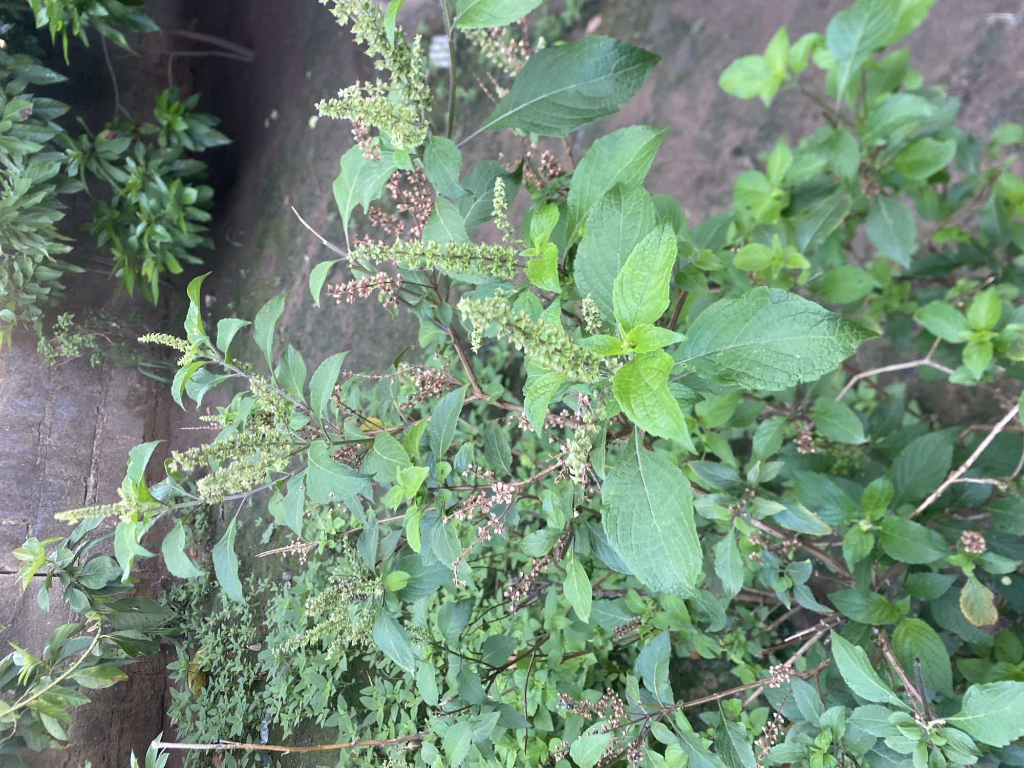 The image presents an elevated, medium-shot view of a plant with green leaves and flowering stalks, possibly basil or a related species, growing outdoors. The composition is dominated by the plant, which occupies the center of the frame. Other plants are visible in the background, along with what appears to be a stone or concrete wall on the left and bare ground in the upper background. The geographical location is Bukuru, Nigeria. The context includes vegetation. There is no indication of people, interactions, or actions in the image. The image lacks specific detail regarding objects and environment.