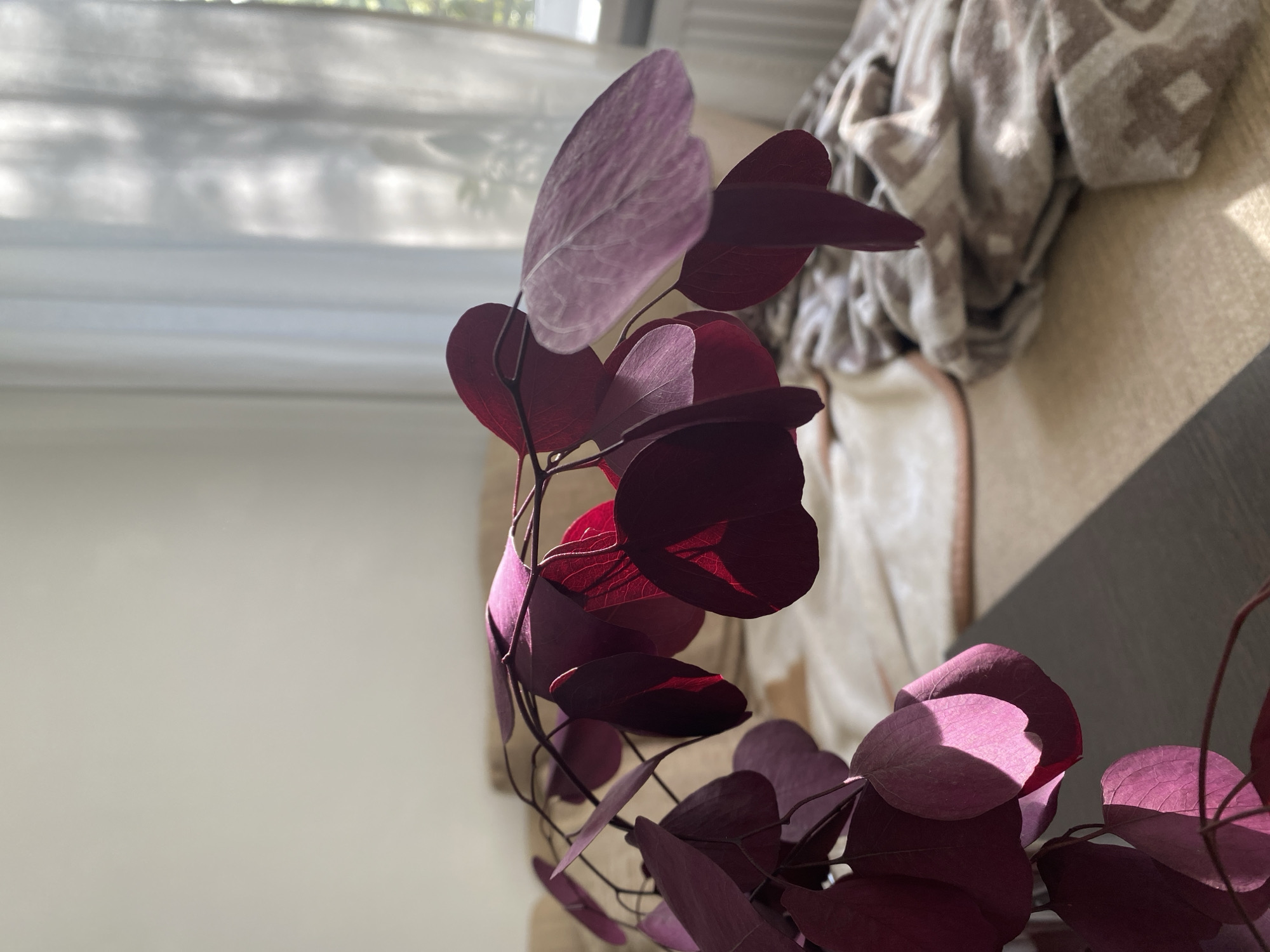 A close-up shot features a plant with deep red and purple leaves, catching sunlight. The background includes a window with a partially visible blind and a beige blanket draped over a chair. A portion of a dark-colored table or shelf is also visible.