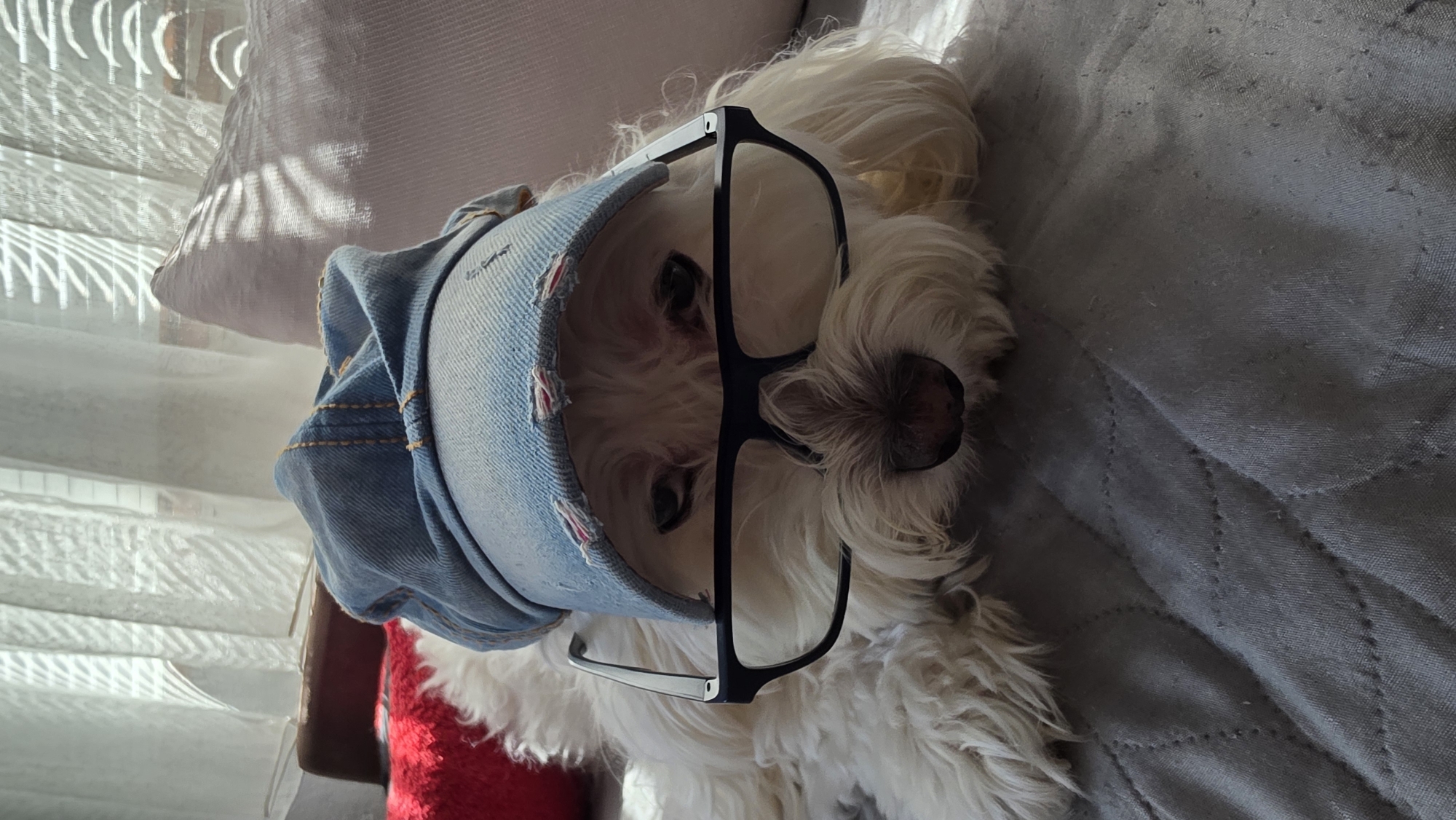 This media file presents a close-up, portrait-style image of a small, fluffy white dog, rotated 90 degrees clockwise. The dog is positioned indoors, likely on a bed or couch covered with a gray, quilted blanket. It is adorned with a light blue, distressed denim baseball cap and large, rectangular black-framed glasses, giving it a humorous and intelligent appearance. The dog's dark eyes are visible beneath the glasses, and its black nose is prominent.
Strong natural light enters from what would be the left if the image were correctly oriented, casting distinct striped shadows from window blinds onto a light-colored pillow and background surfaces. This suggests a daytime setting. A hint of a red object, possibly a cushion or toy, is visible in the lower left corner. The dog appears calm and cooperative, looking directly towards the camera. There is no visible text in the image.