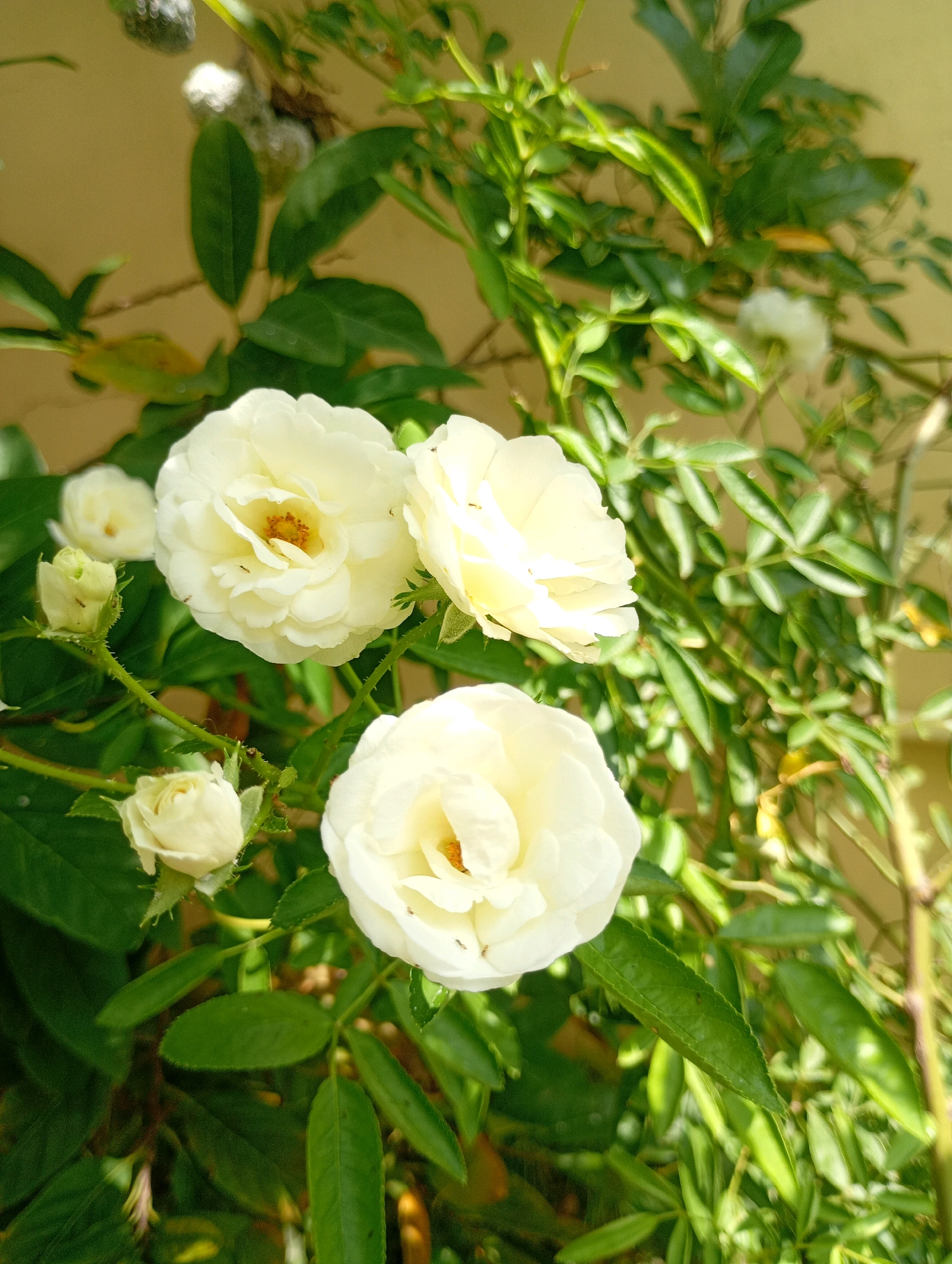 A close-up, outdoor, eye-level shot shows several white roses and buds against a backdrop of green foliage and a tan-colored wall. The roses, some fully bloomed and others still closed, are the primary focus. The lighting suggests it is daytime, with sunlight illuminating some of the petals and casting shadows on others. Several small ants are visible on the petals of the blooming roses. The background wall is a plain, light tan color. The overall impression is of a garden or natural setting. This scene is consistent with what might be found in a residential garden in Coimbatore, India, a city known for its greenery and gardens.