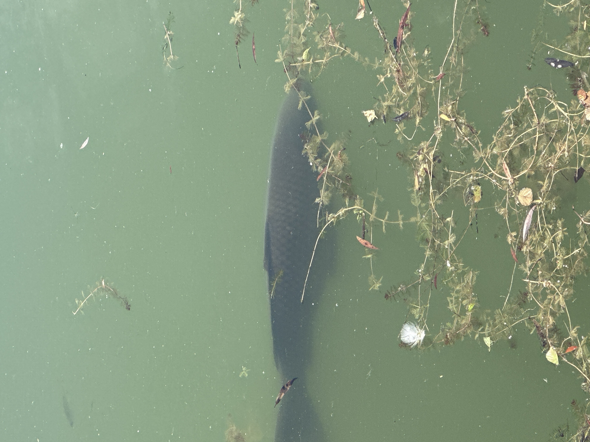 The image shows a dark, large fish swimming in murky green water. There is aquatic vegetation floating on the surface and submerged in the water. A white feather is also visible floating on the surface near the vegetation. The scene appears to be a natural body of water such as a pond or lake. There are no people or man-made structures visible in the image.