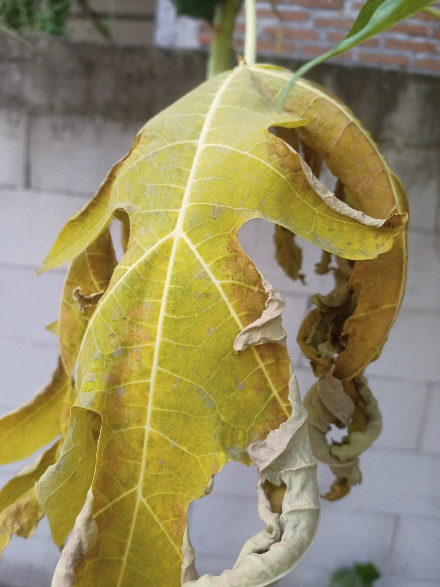 A close-up, detailed shot focuses on a large, yellowing, and wilting leaf of a plant. The leaf displays prominent veins and has areas of brown discoloration and crisping edges, indicating it is drying out. The background consists of a muted brick wall and a lighter, possibly concrete, wall, suggesting an outdoor urban or semi-urban setting. A hint of green foliage is visible at the top left, possibly from another plant. The lighting is soft, creating a natural, diffused illumination of the subject. The image captures the texture and detailed decay of the leaf.