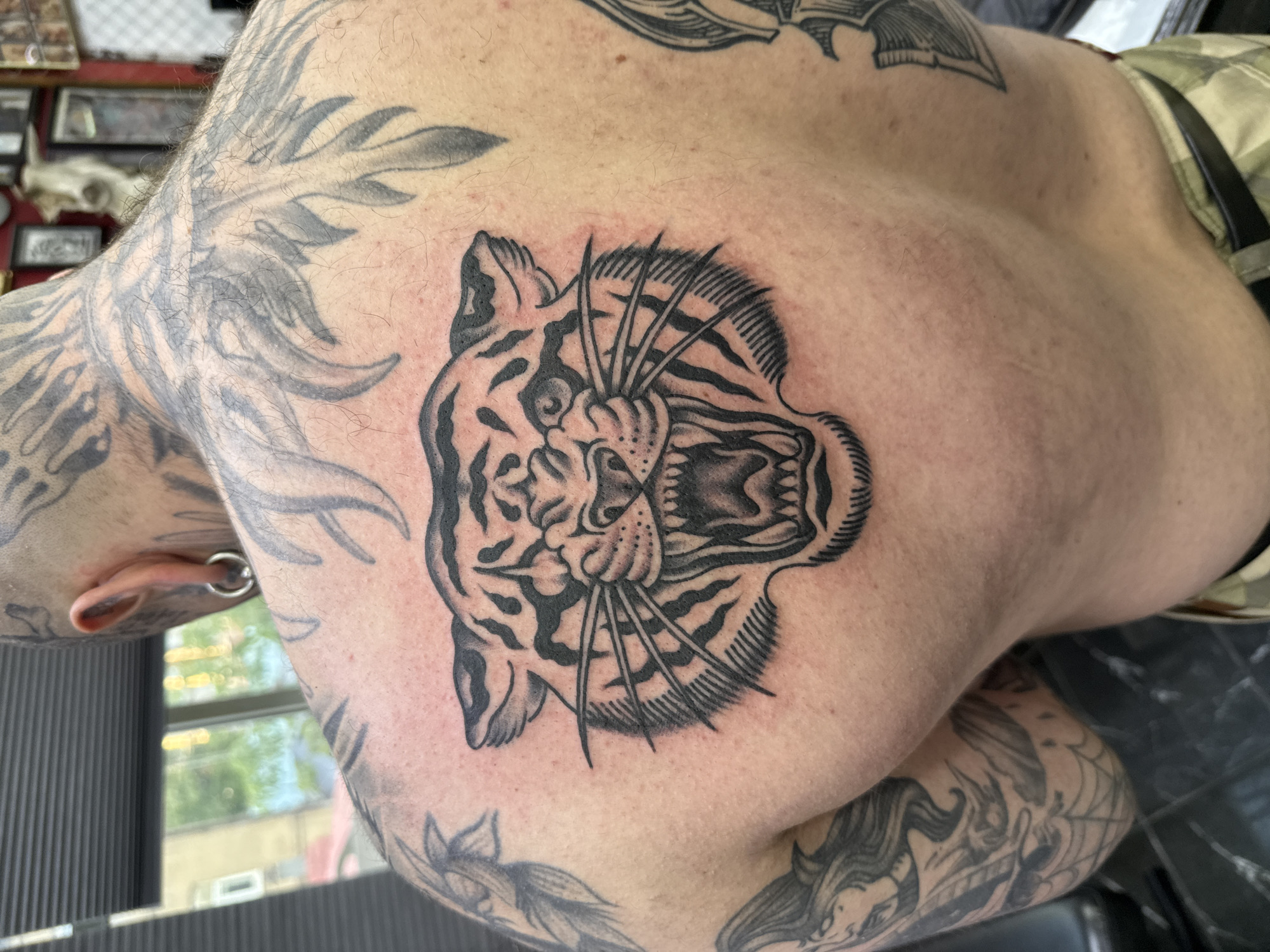 A close-up shot features the tattooed back and shoulder of an individual, likely male, showcasing a newly done tattoo of a roaring tiger head. The tiger design, rendered in black and grey traditional style, is prominently centered on the upper back, with intricate details like stripes, whiskers, and an open mouth revealing sharp teeth. The skin immediately surrounding the tiger tattoo appears slightly red, indicating its freshness.
The individual has extensive other tattoos, including abstract or tribal patterns covering the neck and shoulders, and parts of a sleeve on the left arm that depicts what appears to be a woman's face and a spiderweb design. An ear with a large circular gauge earring is visible on the left side of the frame. In the out-of-focus background, framed art and what looks like an animal skull can be seen hanging on a wall, suggesting an indoor setting, likely a tattoo studio in Moscow, Russia. Natural light streams in from a blurred window with vertical blinds, revealing outdoor greenery and indicating daytime. A camouflage-patterned garment and a black strap are partially visible on the right side of the image. No visible text is present.