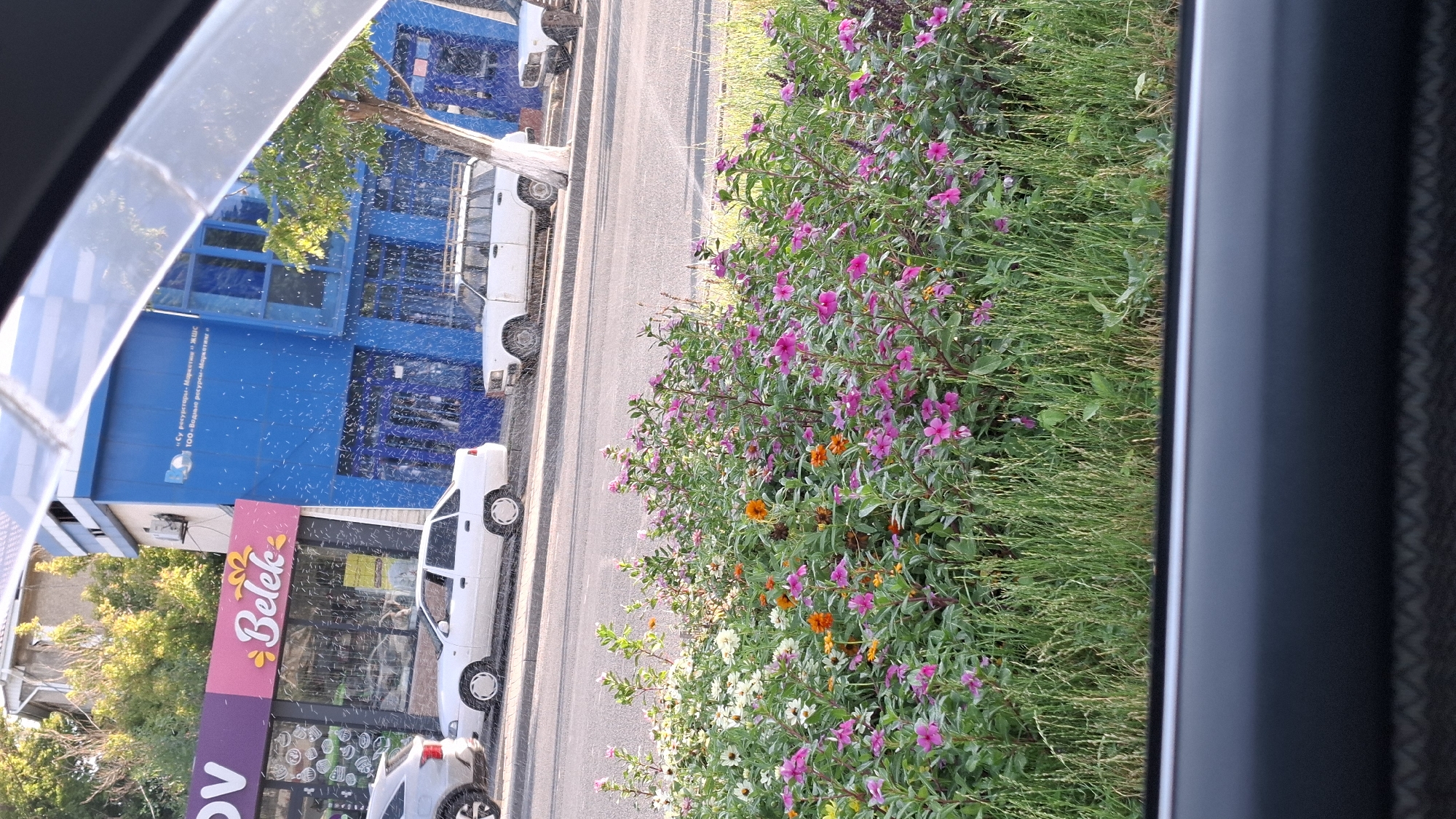 The image captures a street scene in Shymkent, Kazakhstan, as viewed from inside a vehicle. In the foreground, a vibrant flowerbed bursts with a variety of colorful blooms, predominantly pink and white, interspersed with orange flowers and lush green foliage. Behind the flowerbed, a road runs parallel, with several white cars parked along the curb.
Dominating the middle ground is a modern, two-story blue building adorned with white text. To the left of the blue building, a smaller structure with a pink facade features the word "Belek" in large white lettering, suggesting a retail establishment. Trees with green leaves are visible, with one particularly prominent tree with a light-colored trunk positioned near the blue building. The scene is characterized by a scattering of what appear to be small white specks, possibly pollen or dust motes, in the air, creating a slightly hazy effect, especially against the blue building. The overall impression is a snapshot of a typical urban environment with elements of nature and commercial activity.