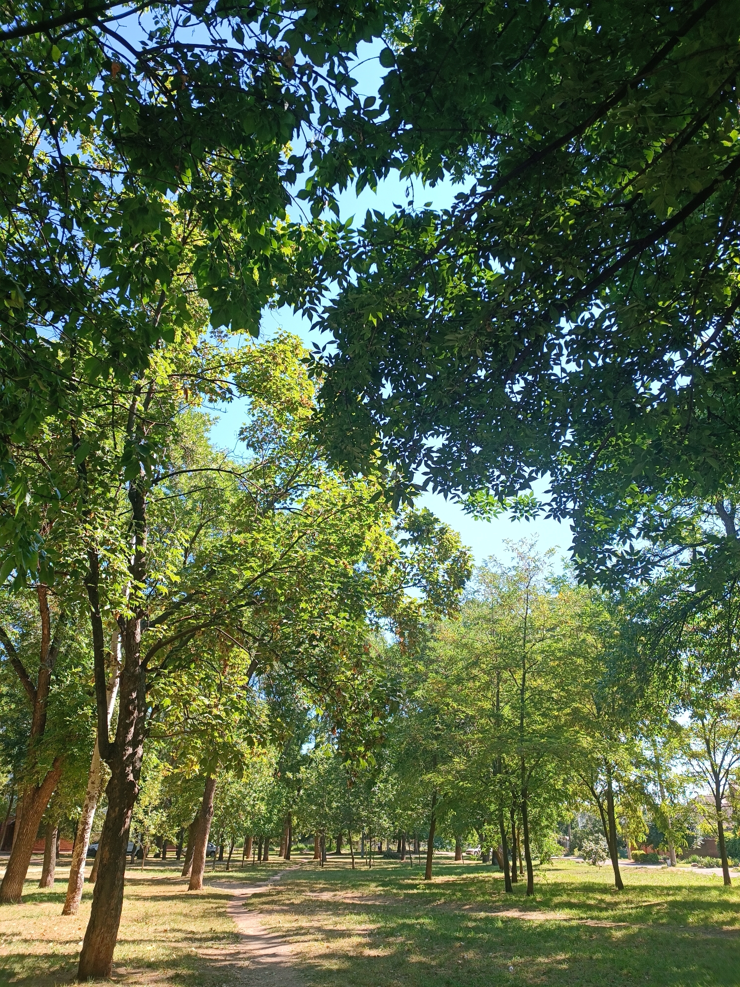 The image depicts a sun-dappled park scene with a clear blue sky visible through the canopy of lush green trees. A dirt path winds through the park, bordered by grassy areas. Several trees with varying bark textures and leaf shapes are prominent, casting shadows on the ground. In the background, glimpses of buildings and parked vehicles suggest an urban setting. The overall atmosphere is serene and natural, characteristic of a park within a city. Based on the context provided, this park is located in the city of Zaporizhzhia, Ukraine. There are no people or animals visible in the image.