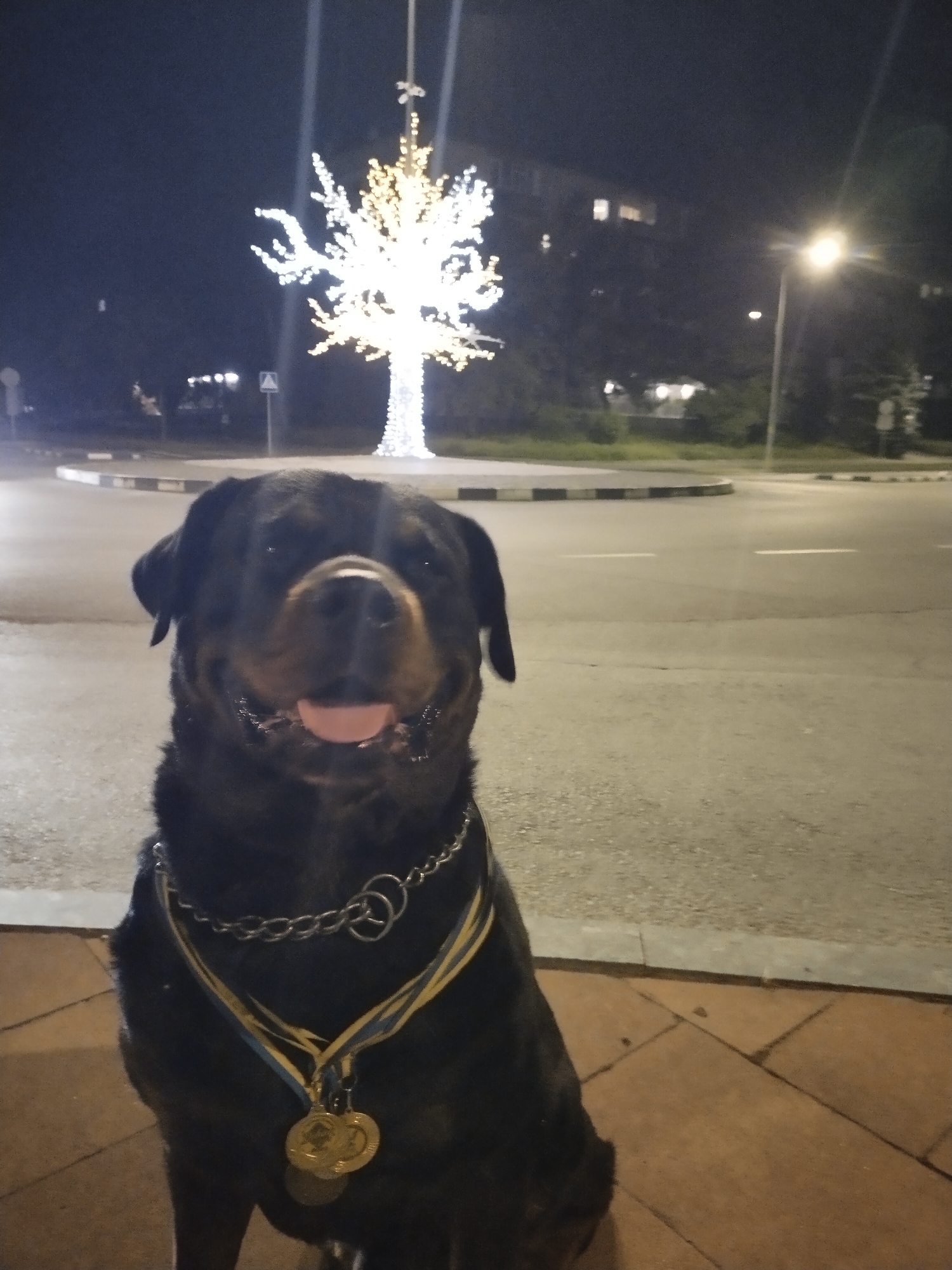 In Horishni Plavni, Ukraine, a large Rottweiler sits on a paved area at night, facing the camera. The dog is wearing a thick silver chain necklace and a blue and yellow ribbon with two gold medals attached. Behind the dog, a tree decorated with bright white and yellow lights stands prominently, illuminating the dark surroundings. In the background, a street with white lane markings and a pedestrian crossing sign is visible. A lamppost with a glowing light stands to the right of the frame, and buildings with illuminated windows can be seen further in the distance. The scene suggests a public space, possibly a park or a roundabout, decorated for a festive occasion.