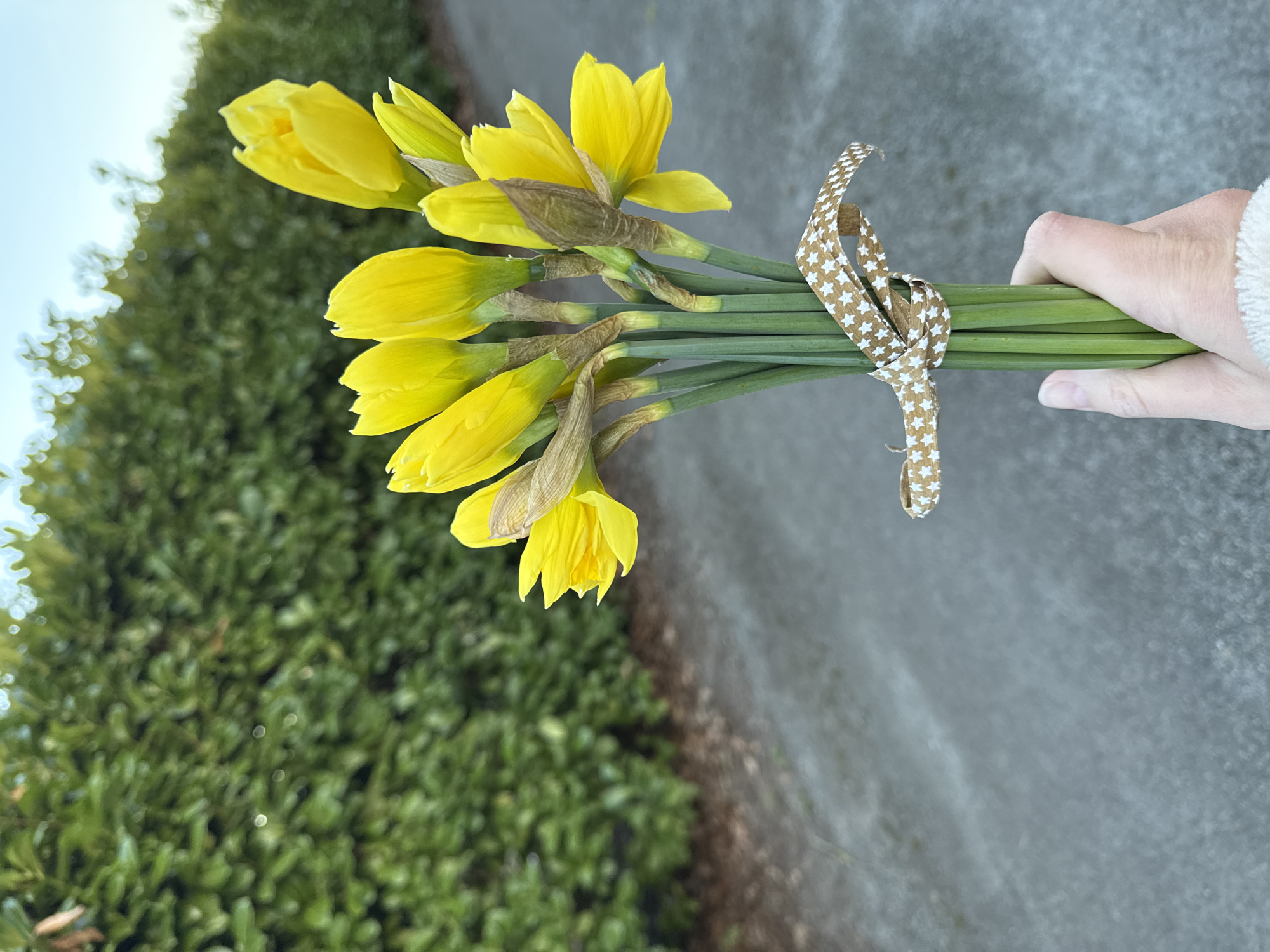 A hand holds a small bouquet of yellow daffodils, tied with a star-patterned ribbon. The backdrop consists of a grey paved path and a dense green hedge, characteristic of residential areas. It is likely East Suffolk, United Kingdom.