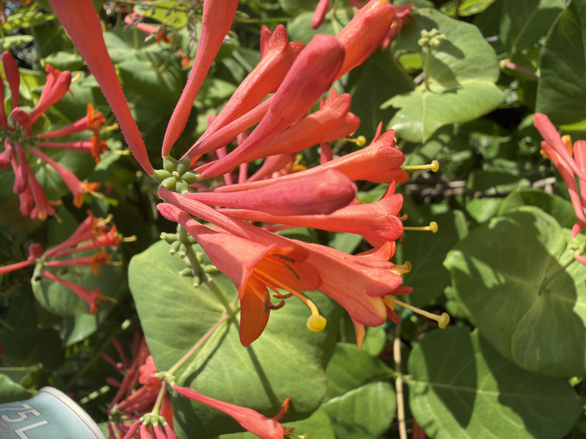 This media file is a close-up photograph of red trumpet-shaped flowers, likely honeysuckle, against a backdrop of lush green leaves. The flowers are in various stages of bloom, with some fully open revealing their yellow stamens, while others are still tightly budded. The sunlight highlights the vibrant red and orange hues of the petals, and casts shadows on the leaves, suggesting it's daytime. The image is a natural outdoor setting, possibly a garden or wild growth, given the presence of the dense foliage. There are no people visible. A portion of a light blue object with the visible text "5L" is present in the lower left corner, suggesting it might be a container of some sort. The overall impression is one of natural beauty and the vibrancy of a blooming plant in warm daylight.