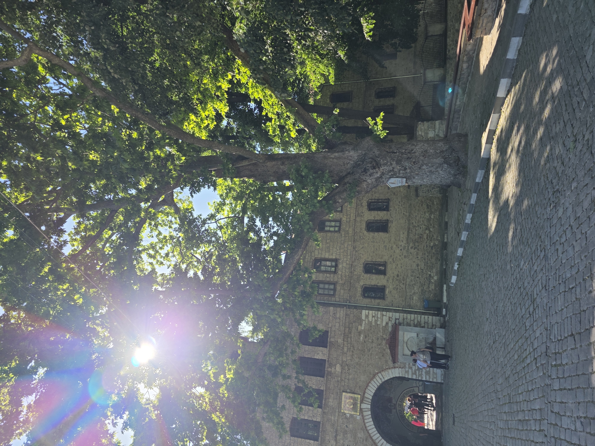 This image depicts a cobblestone walkway and building exterior, framed by a large tree, likely located in Bachkovo, Bulgaria. The tree, with a substantial trunk and dense foliage, casts shadows across the scene. The building is multi-story, constructed of stone, with evenly spaced windows. Some individuals are standing near an archway at the base of the building. The sun is visible through the tree canopy, creating a bright glare.
