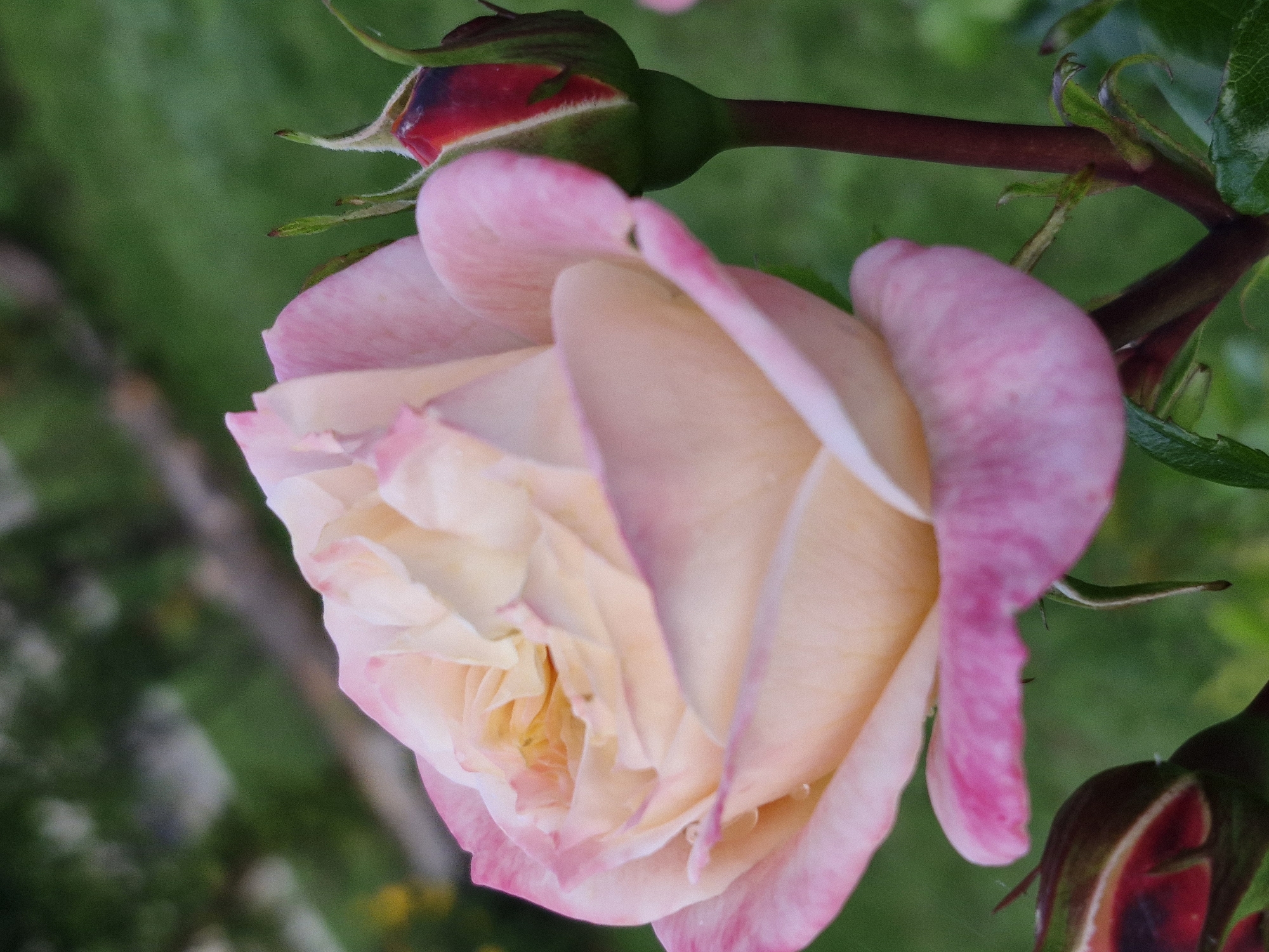 This is a close-up, eye-level, outdoor photograph of a light pink and yellow rose in bloom, with a few dark red rosebuds in the foreground. The rose petals are soft and layered, with subtle water droplets visible on some. The rosebuds are partially opened, revealing hints of red and dark green sepals. The background is a blur of green foliage and a hint of a brown pathway, suggesting a garden setting. The lighting is soft and diffused, likely from an overcast sky or late afternoon sun. The composition is diagonal, with the main rose positioned in the upper left and extending to the lower right, and the rosebuds in the lower left and right.
It is not possible to determine the specific location within the city of Klaipėda, Lithuania, based solely on this image.
