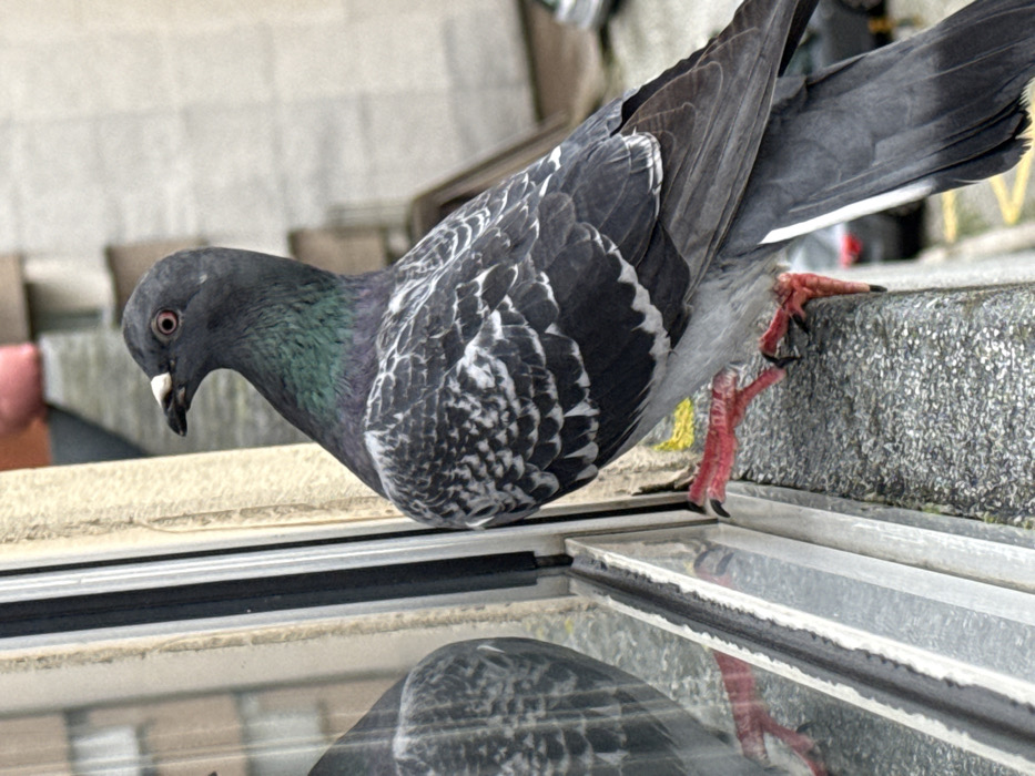 A rock dove (pigeon) is depicted in a close-up, high-angle view, standing on a textured, grey concrete window ledge in Vila Nova de Gaia, Portugal. The bird is primarily grey, with two distinct black bars on its wings and a white-scalloped pattern on its back. Its neck feathers exhibit an iridescent green and purple sheen. The pigeon has a red eye and a grey beak with a white cere. Its red legs and feet, tipped with black claws, grip the ledge. The left side of the pigeon and its legs are reflected in the adjacent window glass, which has a light-colored frame. The background is an out-of-focus urban environment, showing faint building structures and what appears to be a street with parked vehicles and a yellow pavement line in the distance.