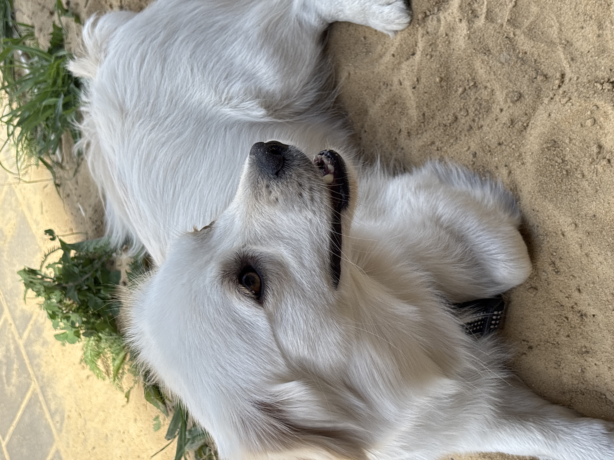 The image shows a white dog lying on its back on a sandy surface, possibly in an outdoor setting given the presence of green vegetation and paving stones. The dog appears relaxed, with its mouth slightly open and its tongue visible. Its fur is fluffy and white, and its eyes are dark and expressive. The sandy ground is textured with small indentations and some scattered debris. To the left of the dog, a patch of vibrant green plants, including grass and possibly weeds, is visible against the paving stones. The lighting suggests it might be daytime, with shadows not being prominent. The dog is wearing a black collar with white studs. The overall scene conveys a sense of comfort and leisure for the animal.