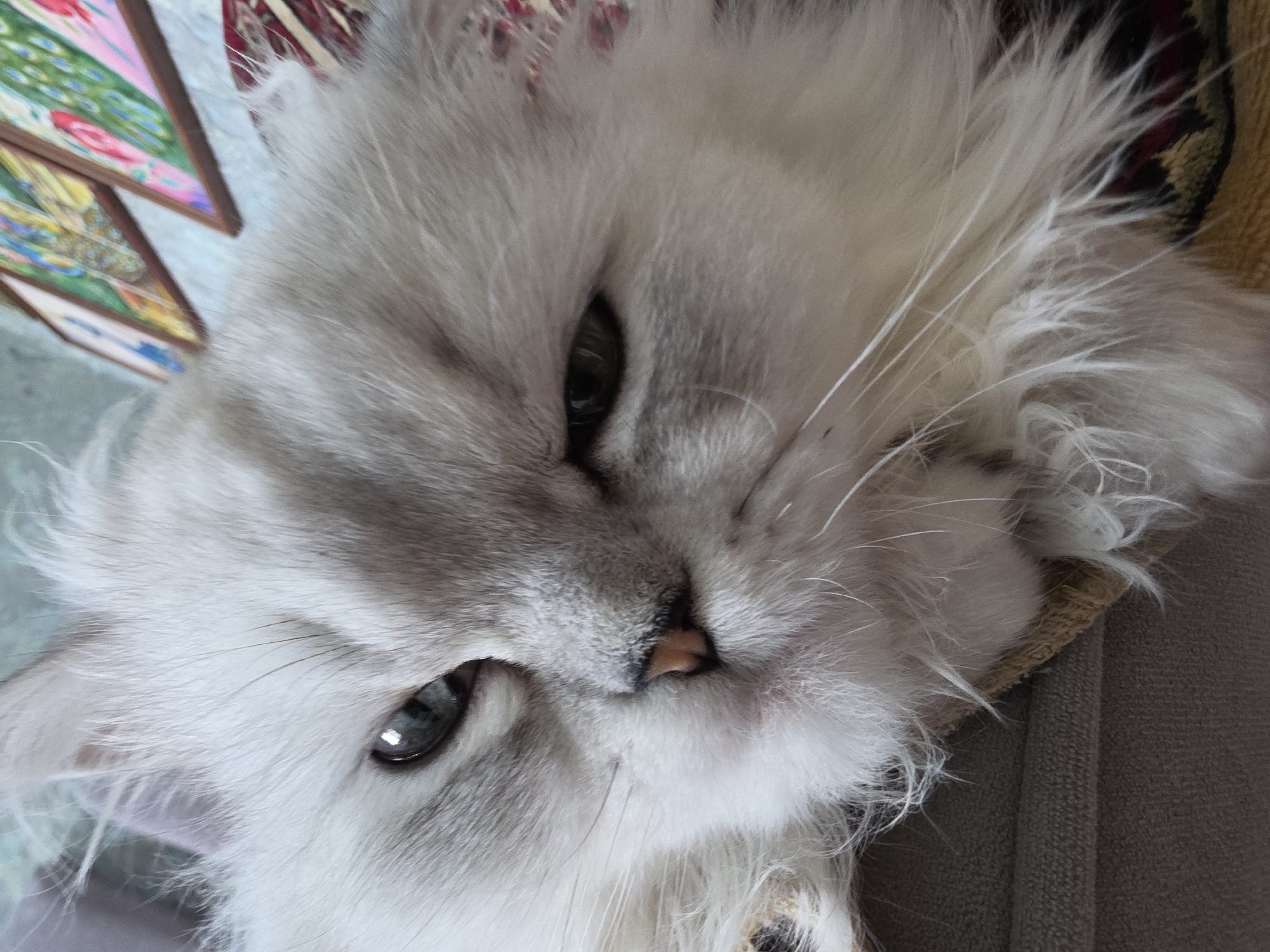 The media file shows a close-up, slightly angled view of a fluffy white Persian cat's face. The cat is lying down, with its head tilted. Its fur is long and appears soft, with shades of grey and white. The cat's eyes are visible, one appearing to be looking directly at the camera, the other slightly averted. The pupils are dark, and the irises are a light color, possibly green or blue. The cat's nose is small and pinkish-brown. In the background, out of focus, are some colorful items that appear to be some kind of artwork or decorative objects, possibly framed pictures with colorful designs that resemble birds or feathers. There are also hints of textured fabric, suggesting the cat is resting on a soft surface, possibly a blanket or cushion, with a patterned edge. The lighting appears to be natural, suggesting it's daytime. The overall impression is of a domestic setting, with the cat being relaxed and comfortable. No text is visible in the image. The location context of Novocheboksarsk, Russia, does not provide any specific visual cues within the image itself.