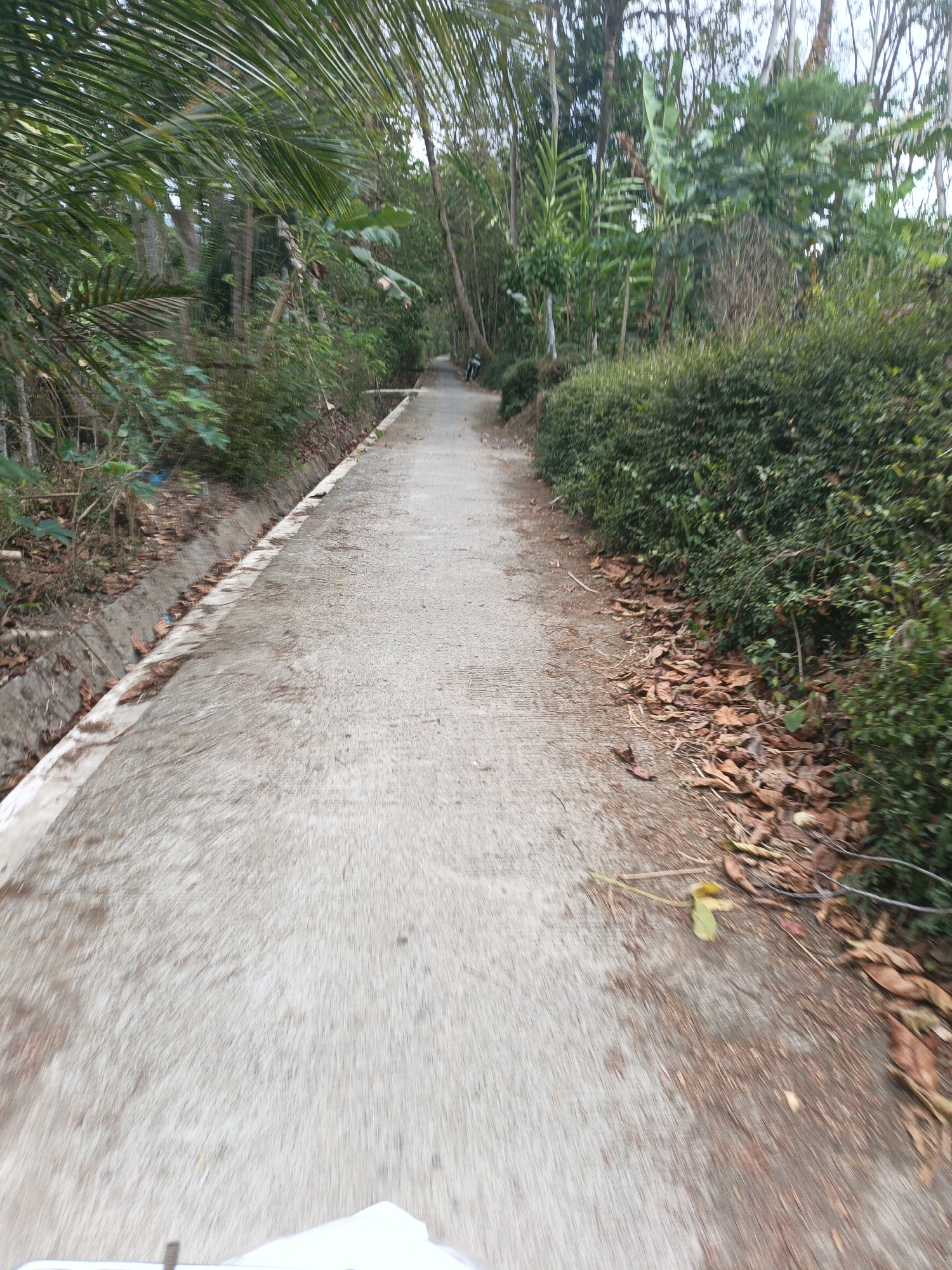 The image depicts a paved pathway in Buayan, Indonesia, flanked by lush vegetation and a drainage ditch. The pathway appears to be a rural road, possibly leading into a more densely vegetated area. To the left of the pathway, a drainage ditch runs alongside it, with some debris and fallen leaves visible within it. The vegetation on both sides of the pathway is dense and varied, with palm trees, bushes, and other tropical plants. In the distance, a person on a motorcycle is seen riding along the pathway. The ground is covered in a mix of dry leaves and dirt. The lighting suggests it is daytime, possibly late afternoon, given the soft light and shadows.